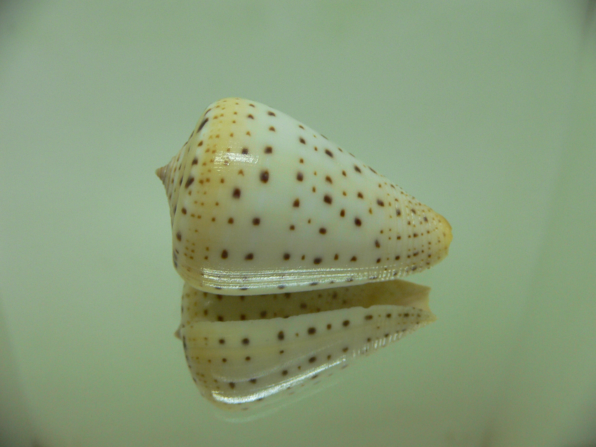 Conus betulinus lacteus (var.)