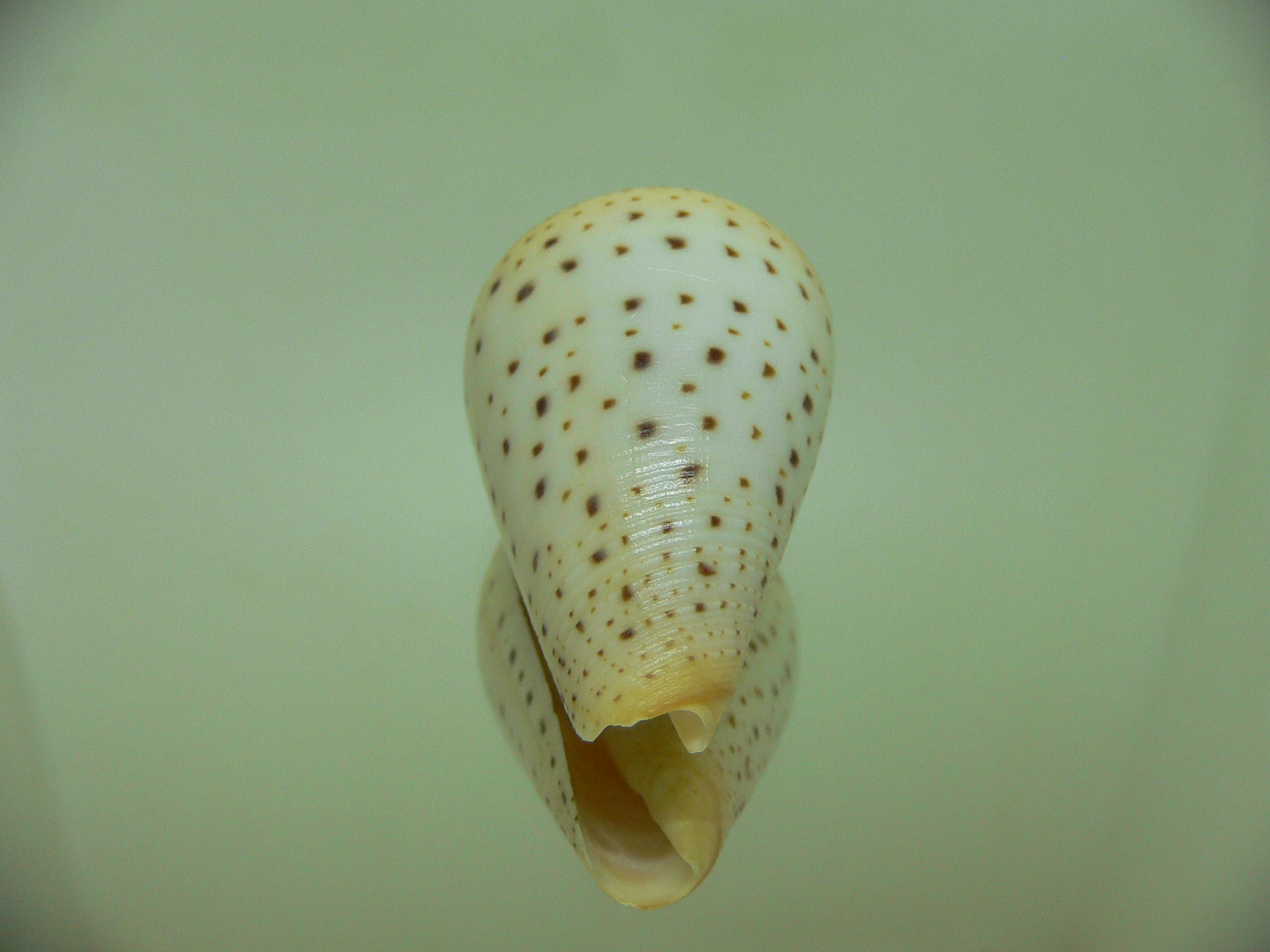 Conus betulinus lacteus (var.)