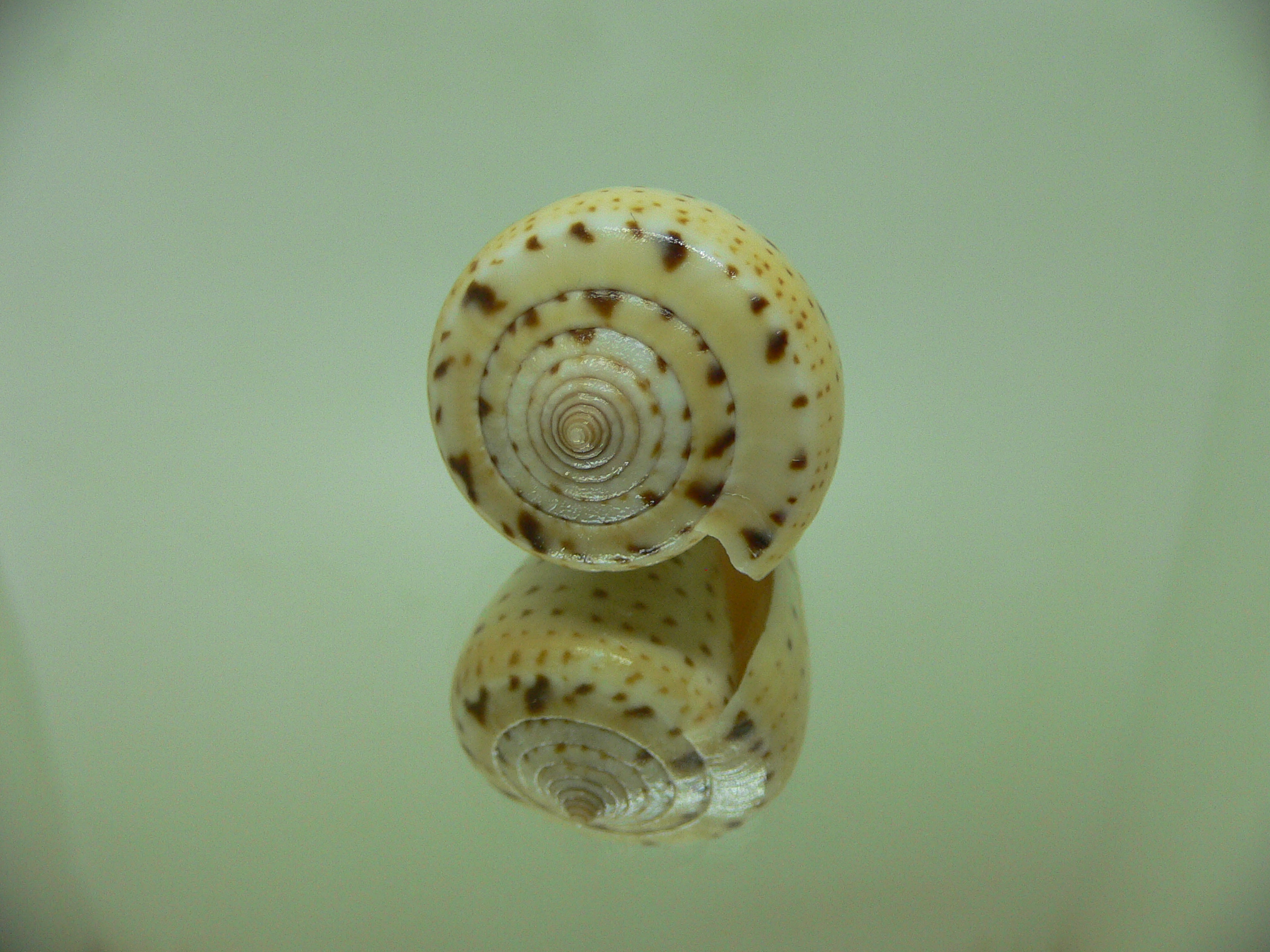 Conus betulinus lacteus (var.)