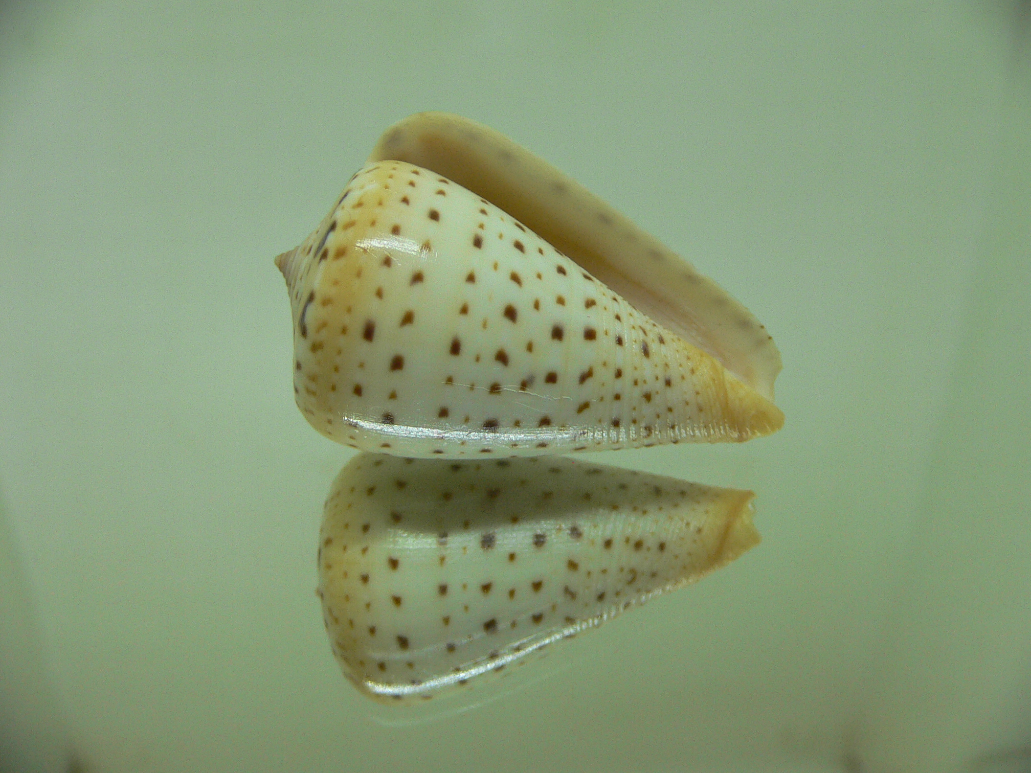 Conus betulinus lacteus (var.)