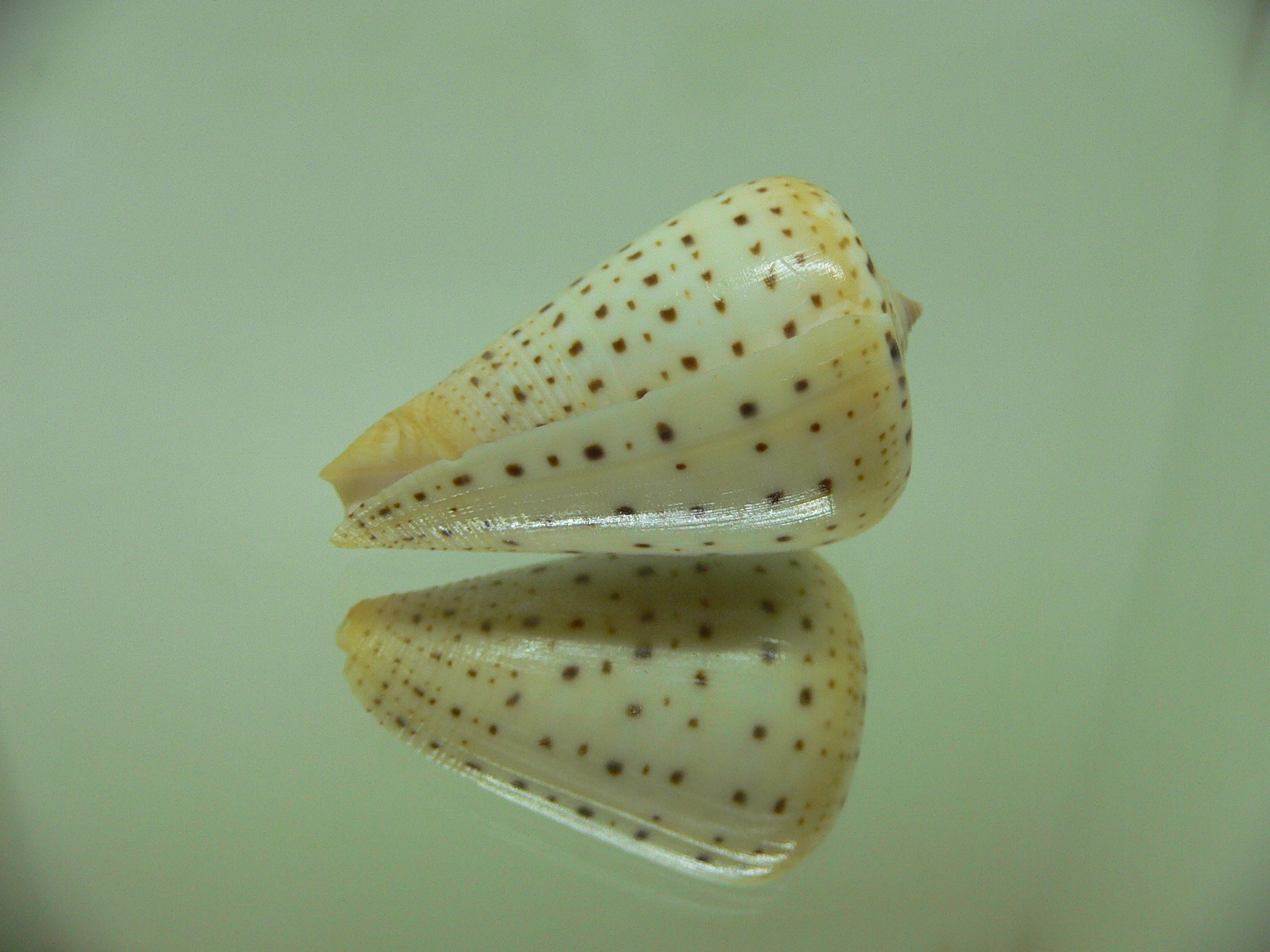 Conus betulinus lacteus (var.)