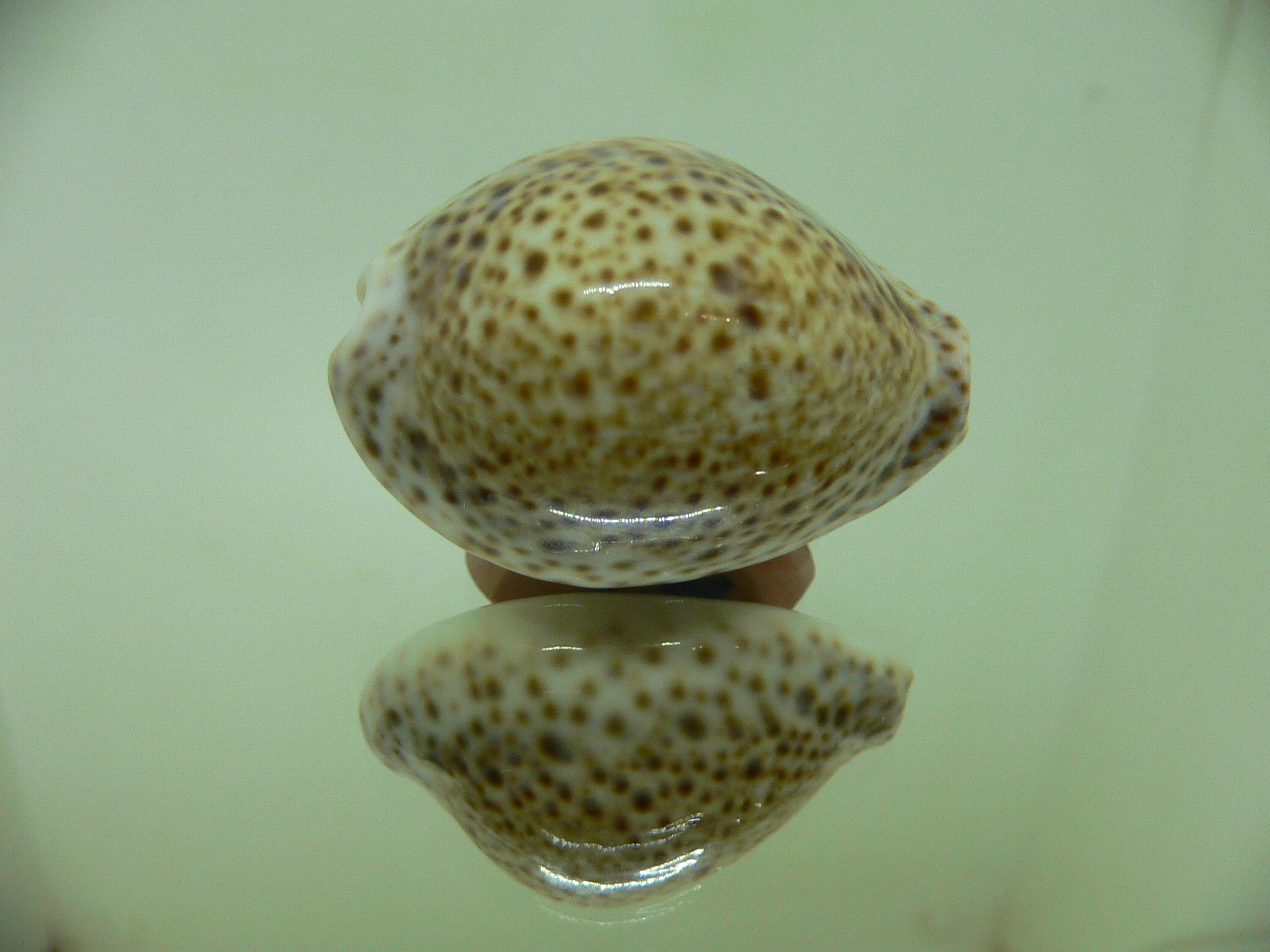 Cypraea turdus winckworthi (var.) BIG