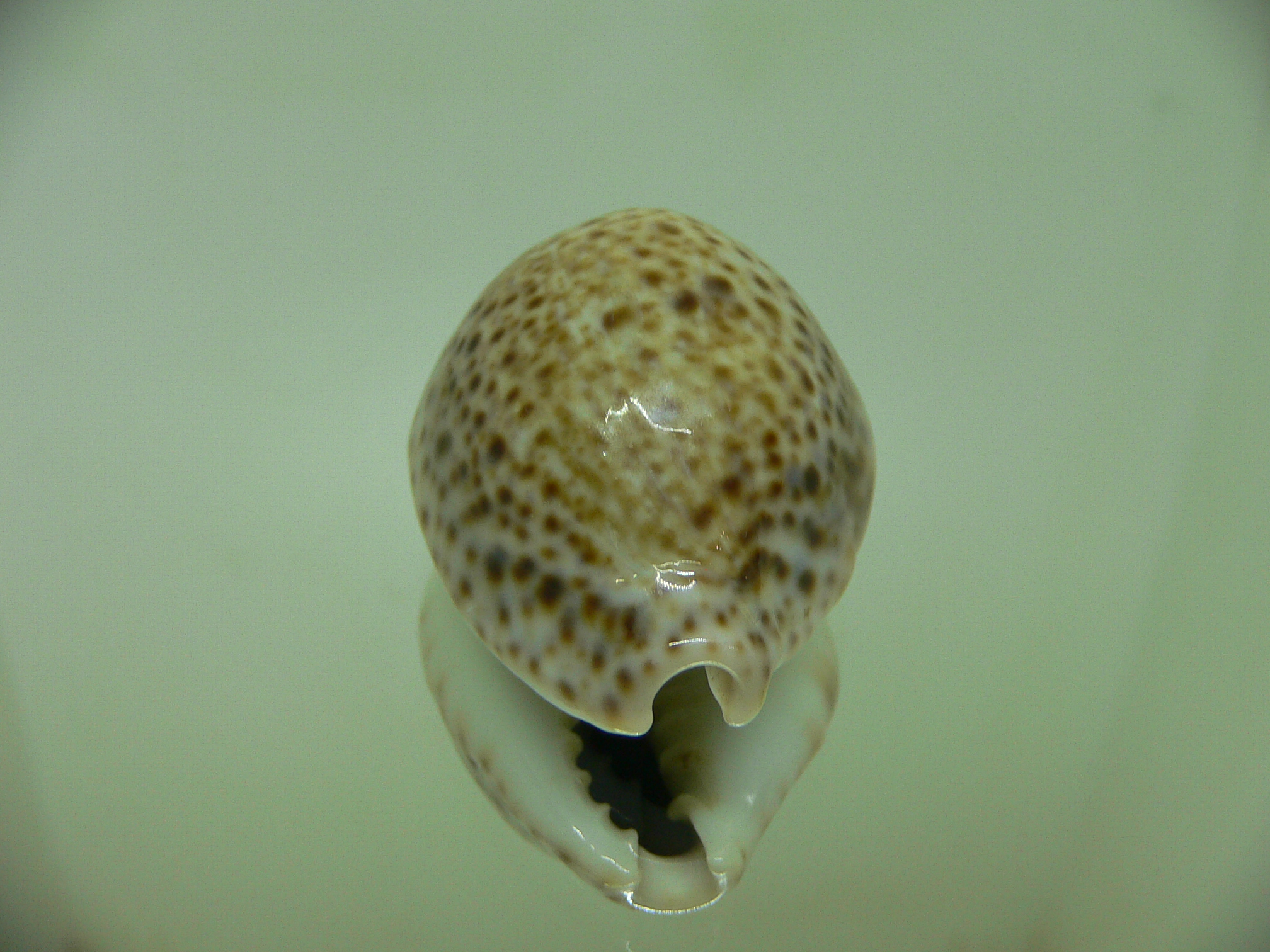 Cypraea turdus winckworthi (var.) BIG