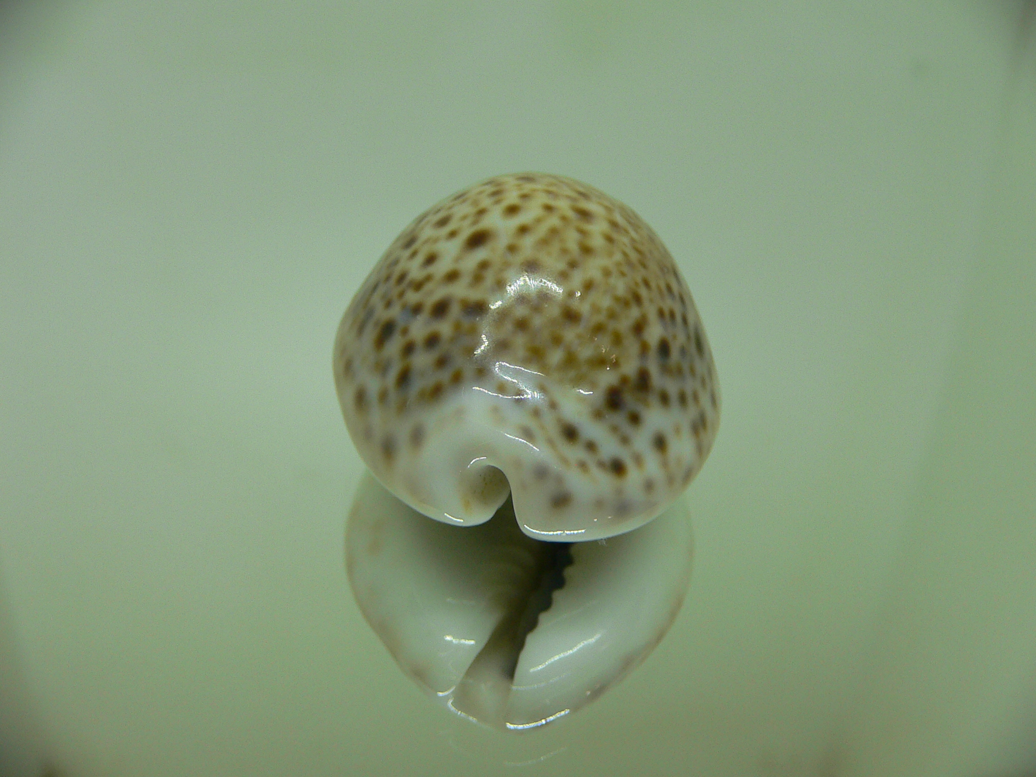 Cypraea turdus winckworthi (var.) BIG