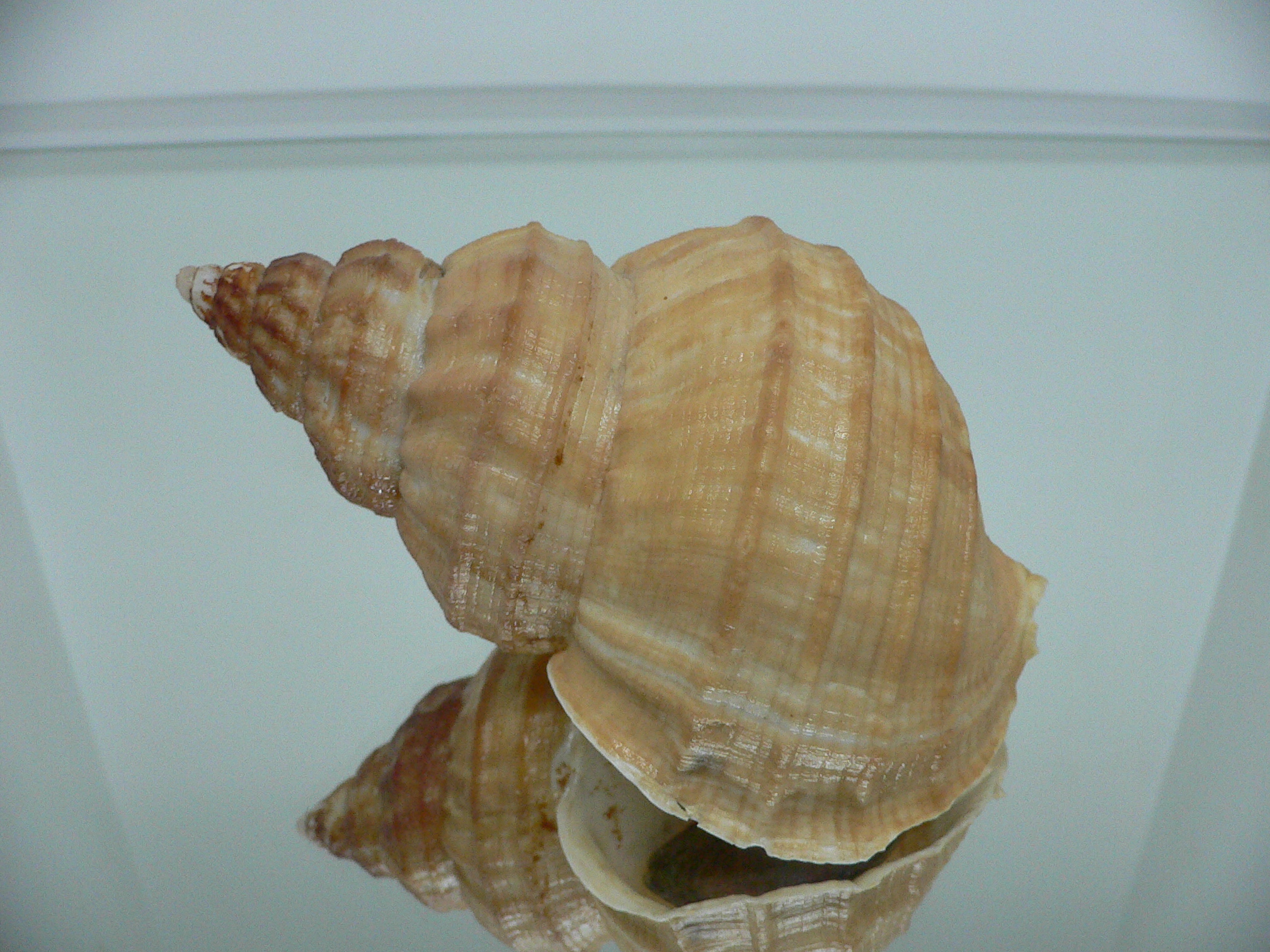 Buccinum verkruzeni  COLOR