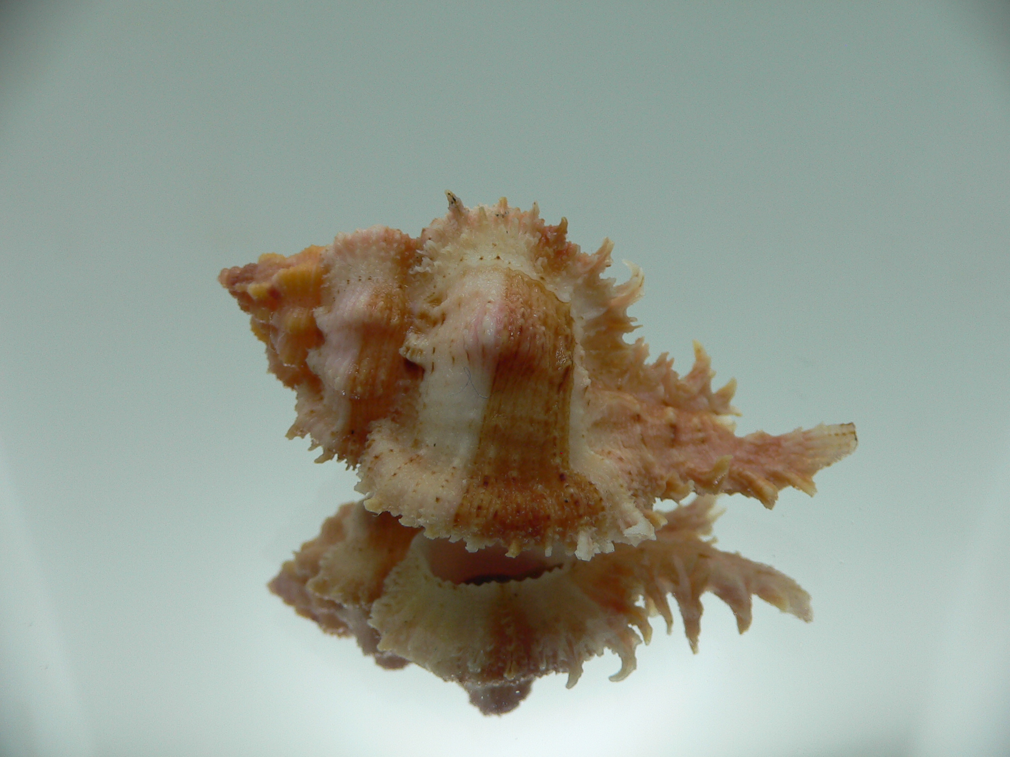 Chicomurex gloriosus MOTLEY