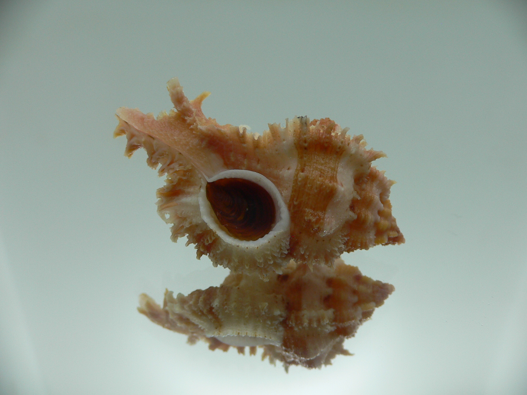 Chicomurex gloriosus MOTLEY