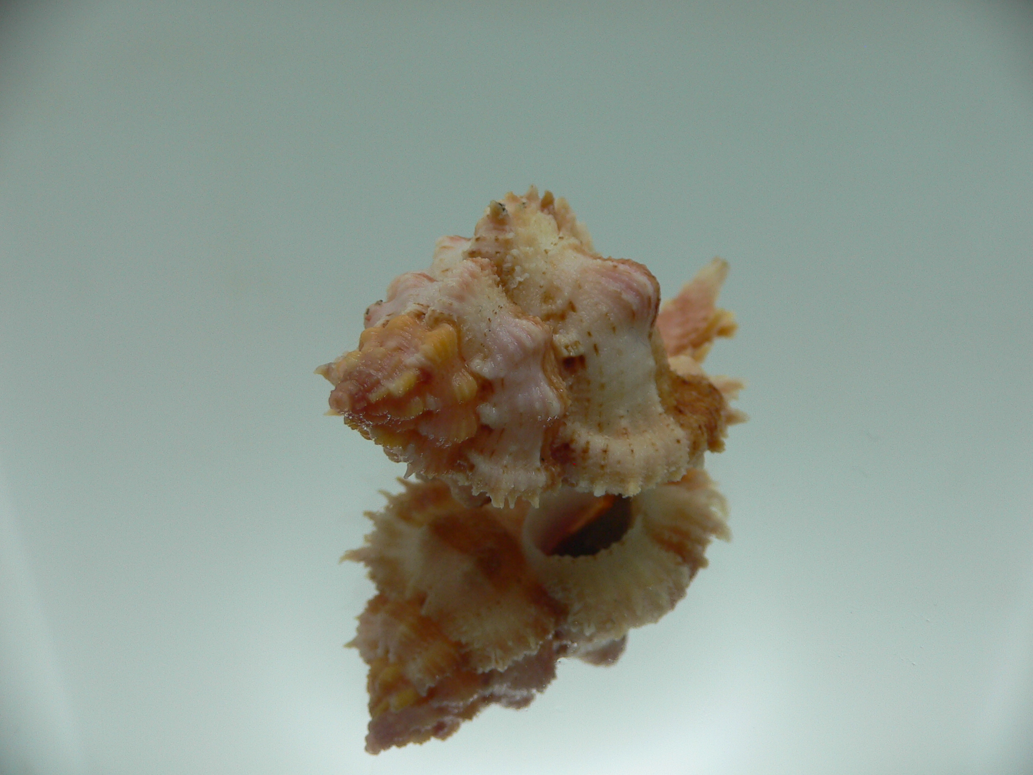 Chicomurex gloriosus MOTLEY