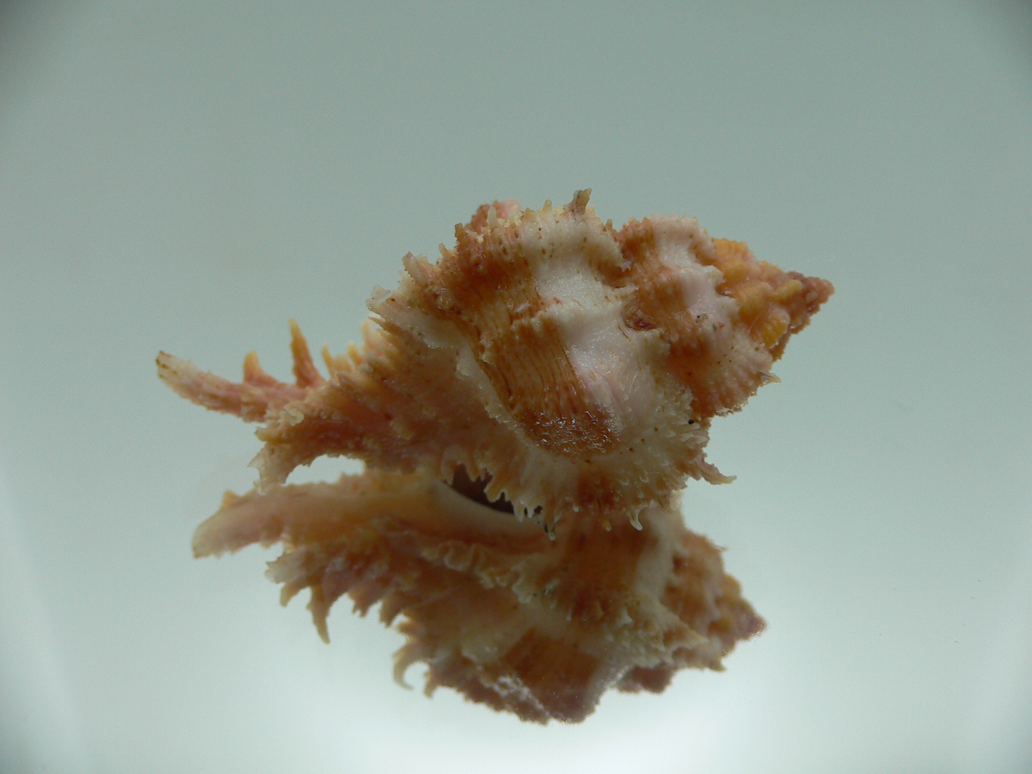 Chicomurex gloriosus MOTLEY