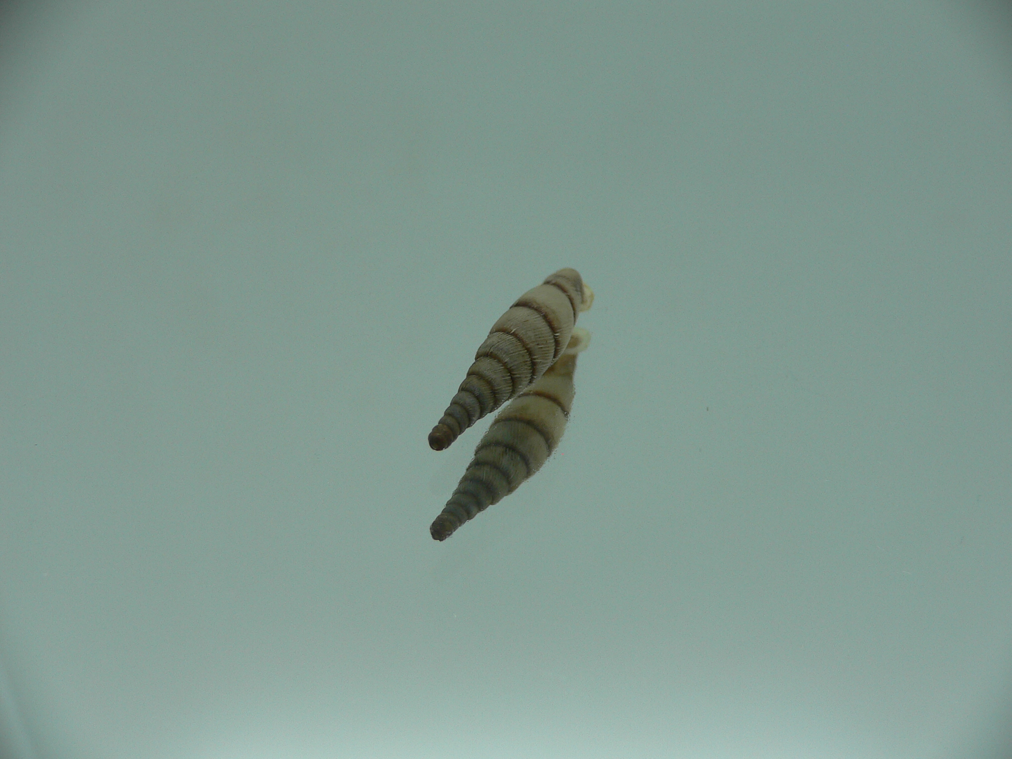 Tropidauchenia orientalis rufocincta BIG