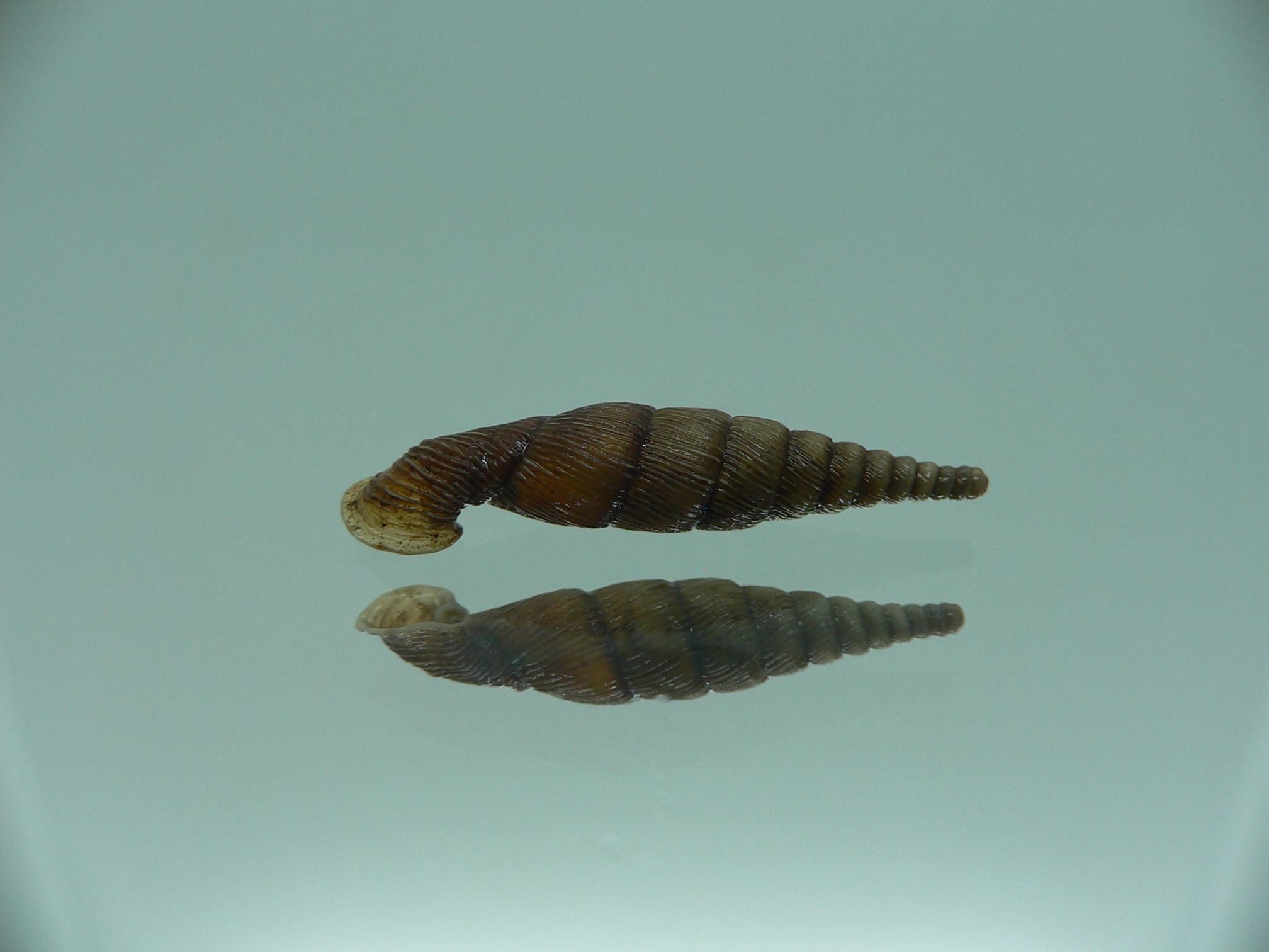 Tropidauchenia orientalis mesager