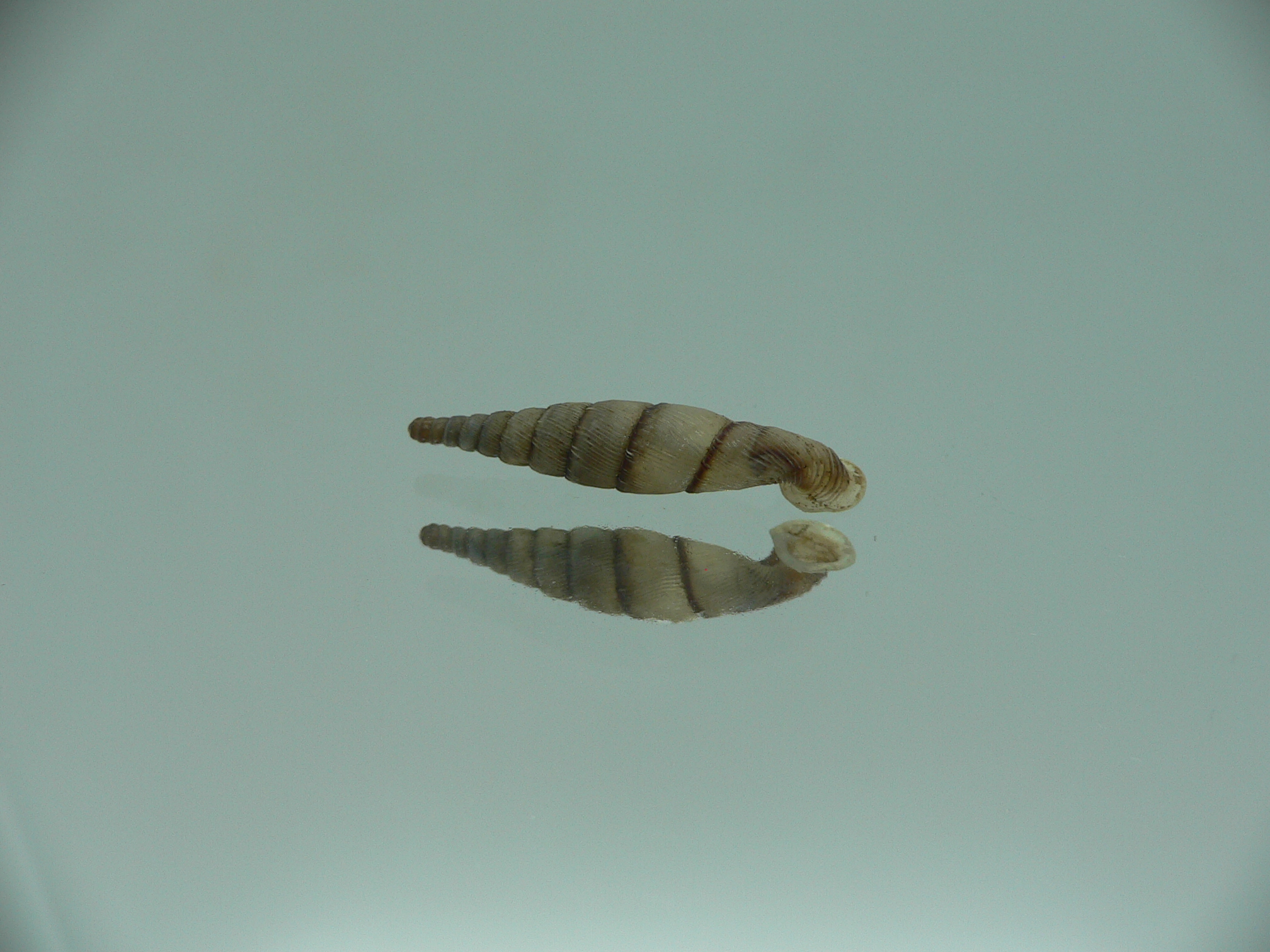 Tropidauchenia orientalis rufocincta BIG