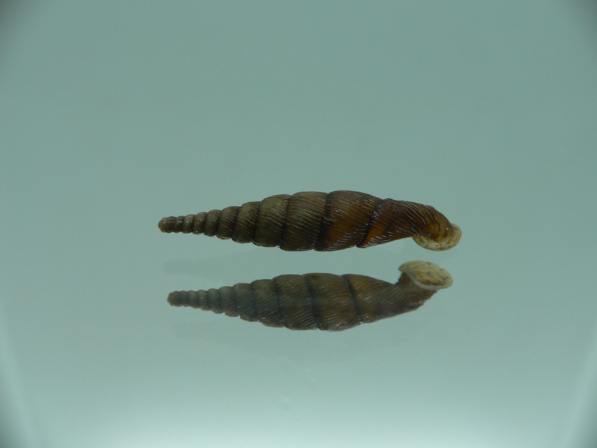 Tropidauchenia orientalis mesager