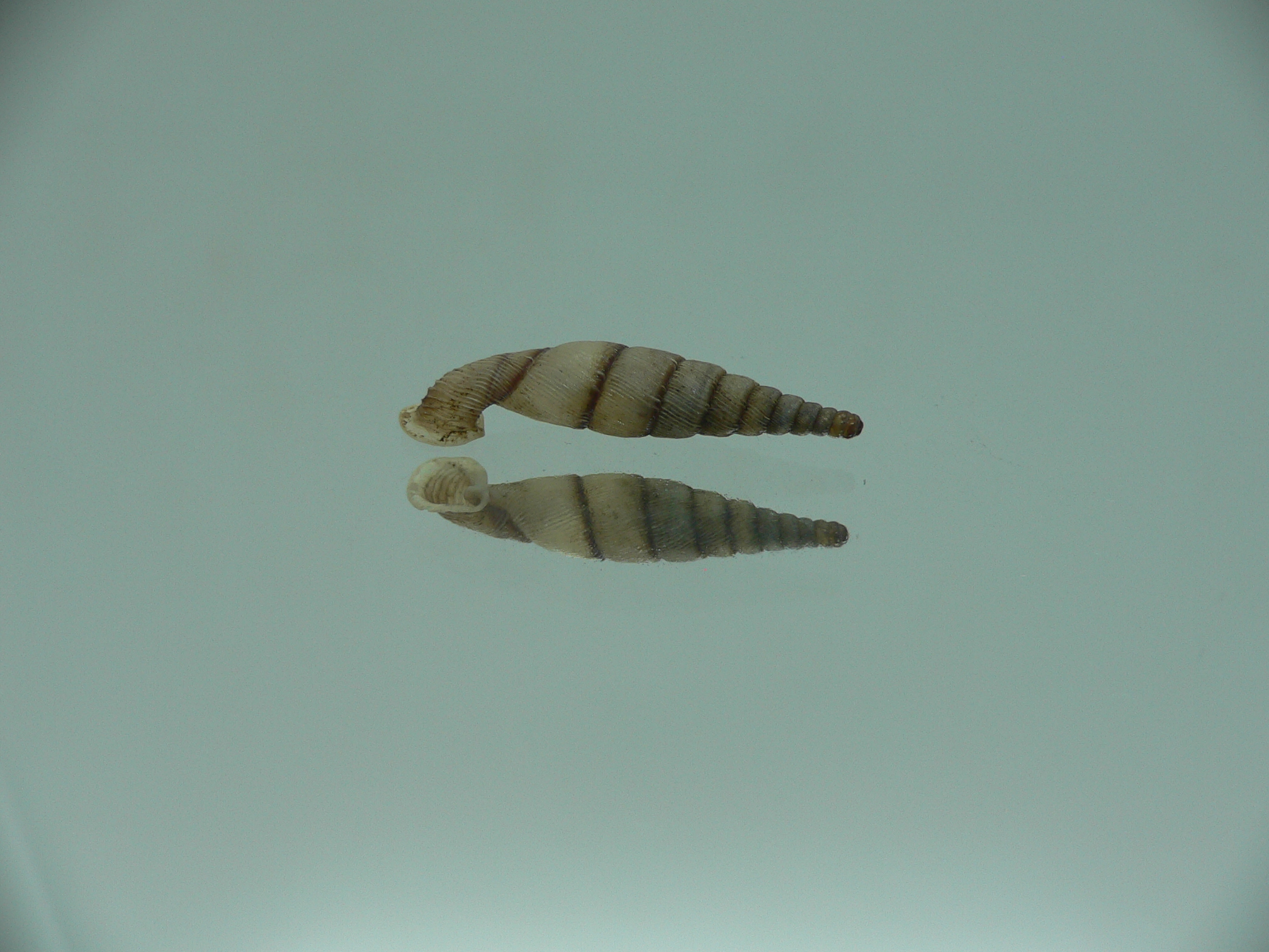 Tropidauchenia orientalis rufocincta BIG