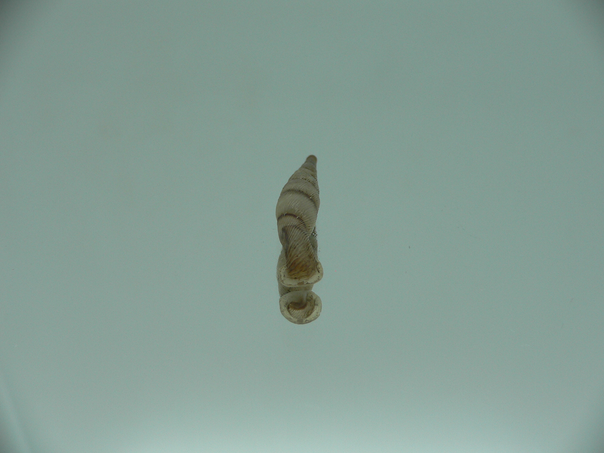 Tropidauchenia orientalis rufocincta BIG