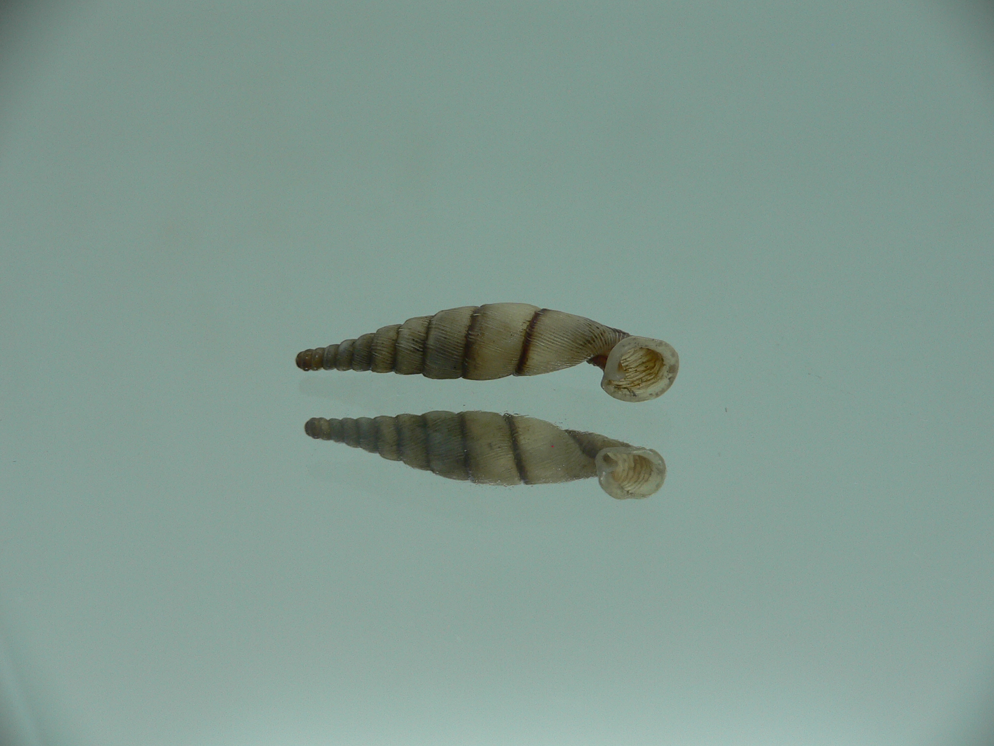 Tropidauchenia orientalis rufocincta BIG