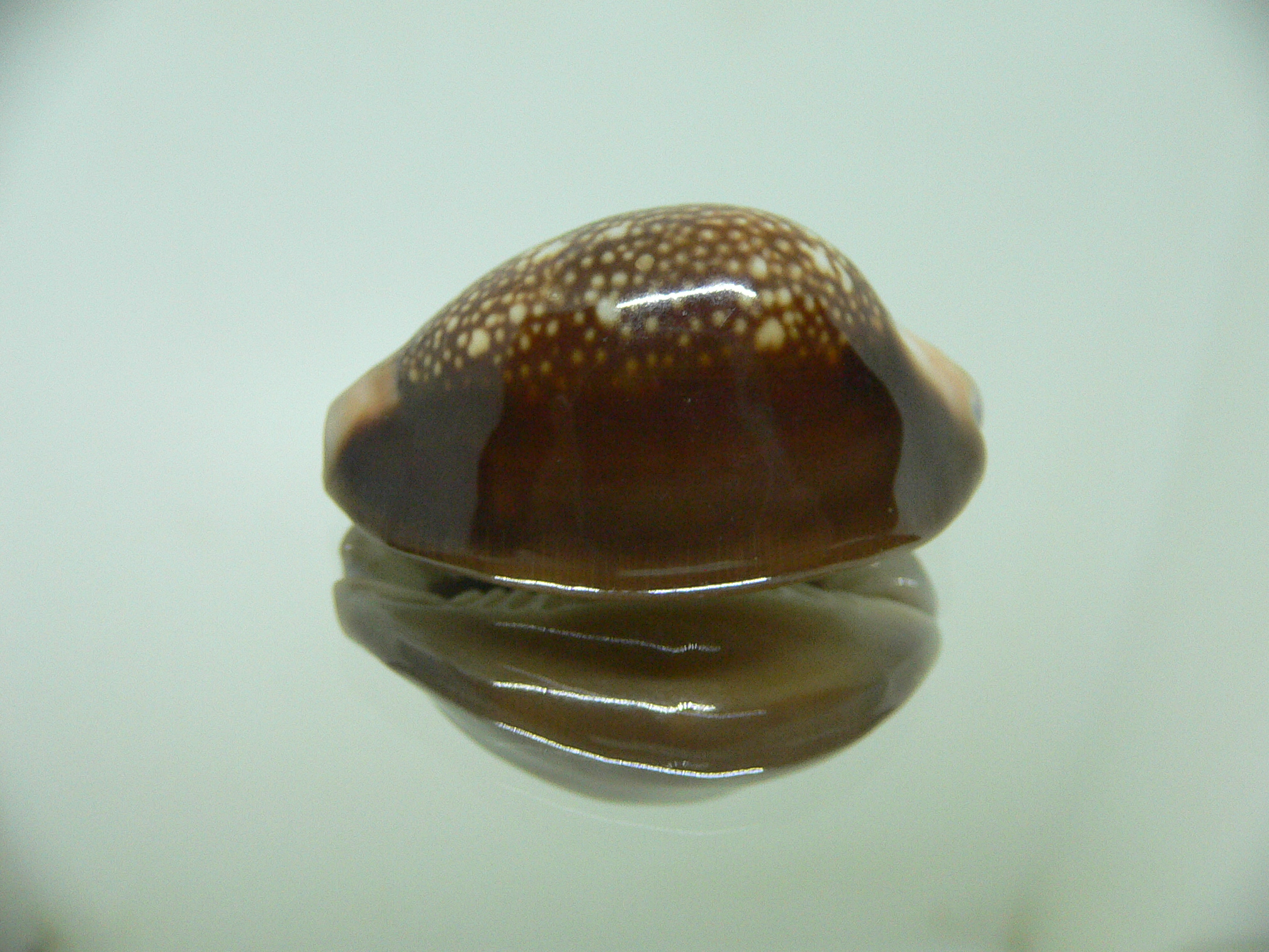 Cypraea caputserpentis ORANGE SIPHONS