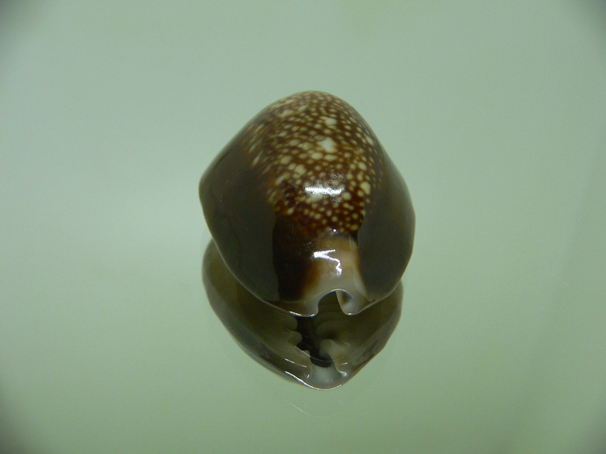 Cypraea caputserpentis ORANGE SIPHONS