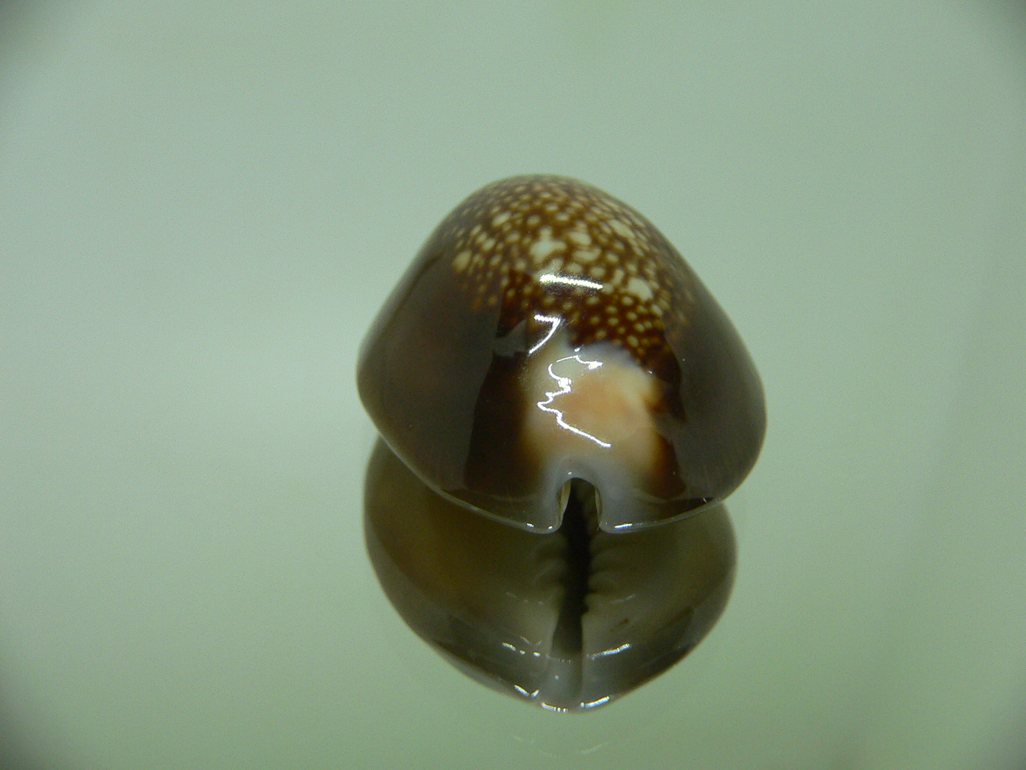 Cypraea caputserpentis ORANGE SIPHONS