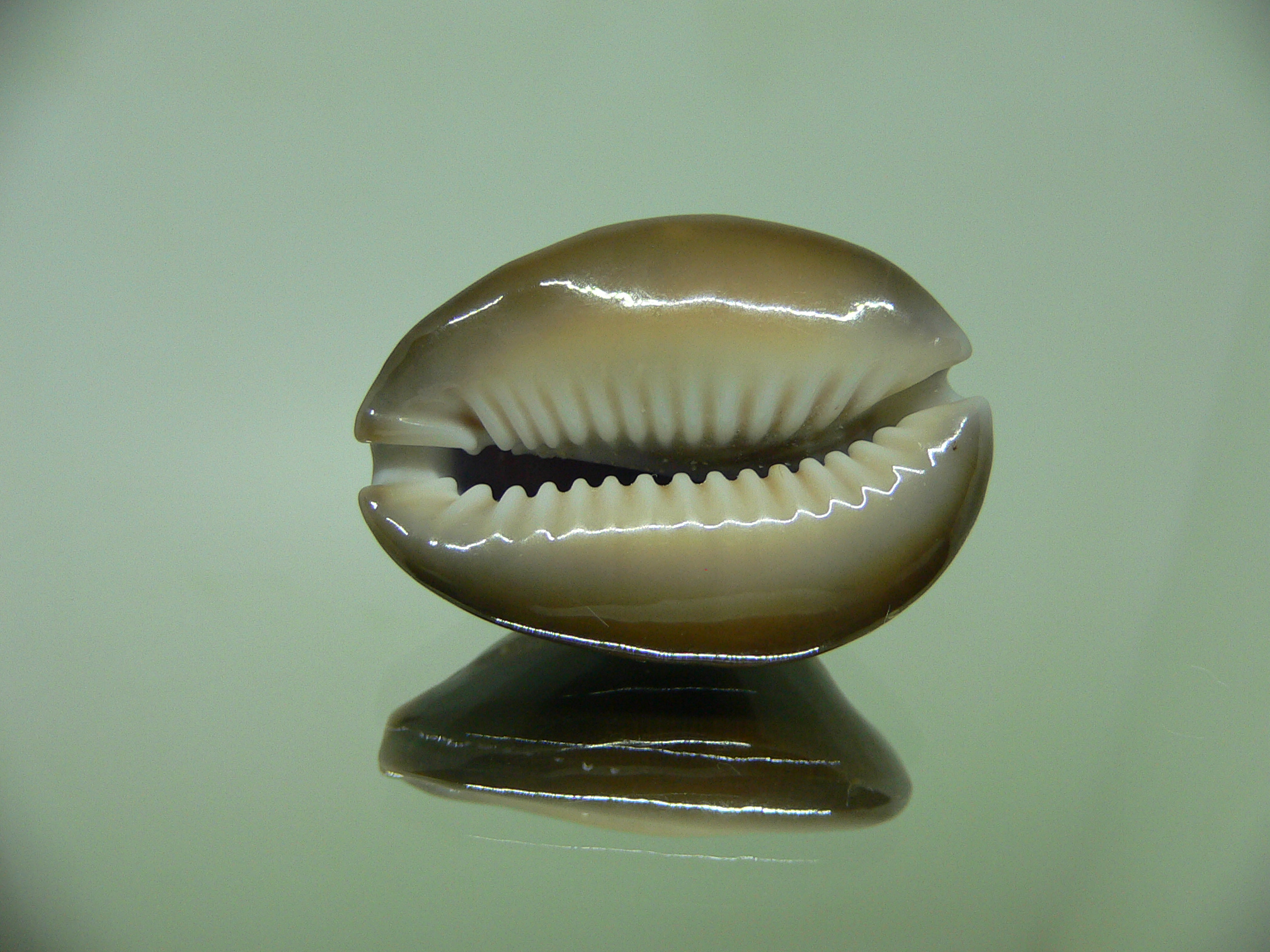 Cypraea caputserpentis ORANGE SIPHONS