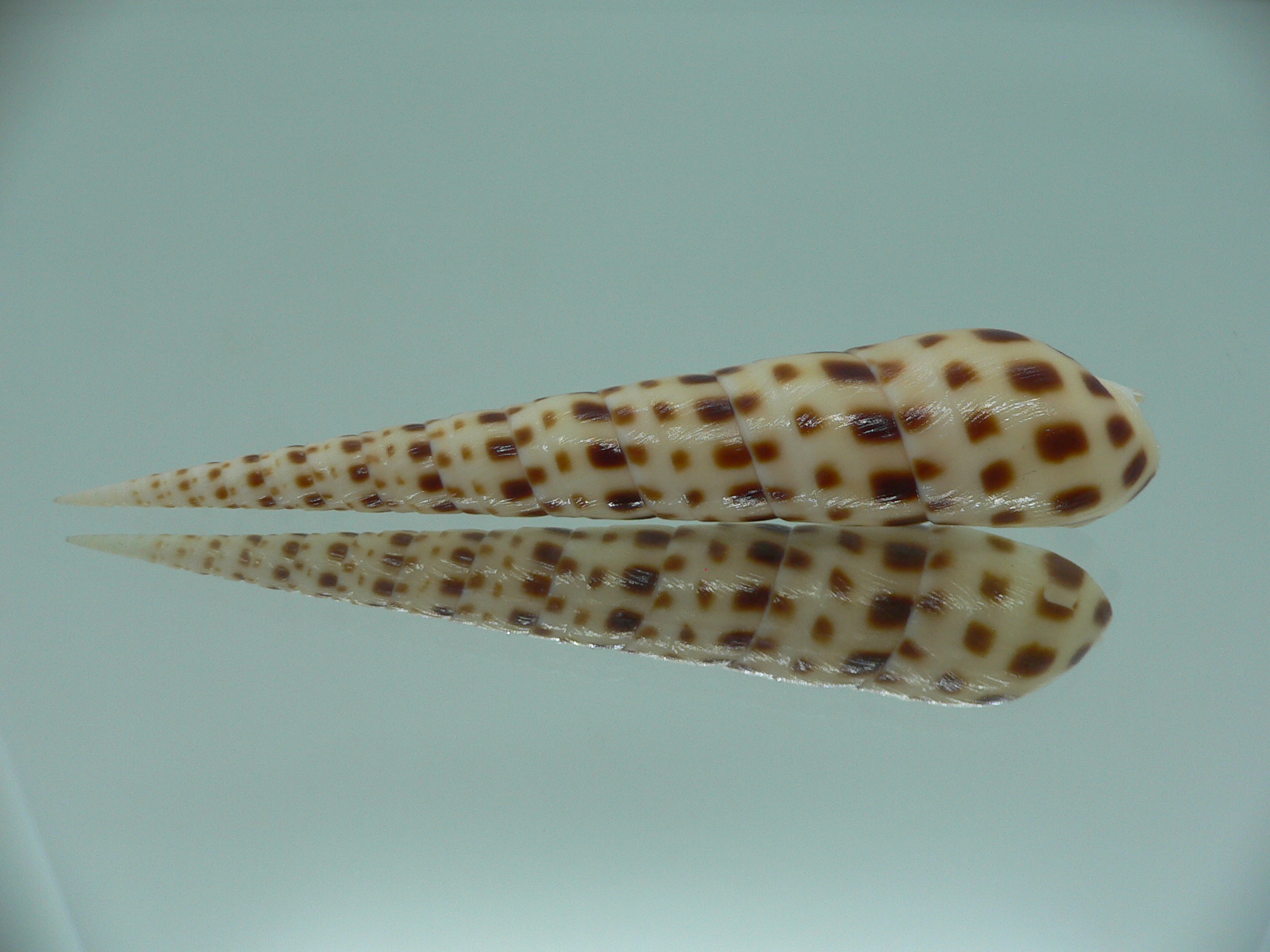 Oxymeris areolata IDEAL