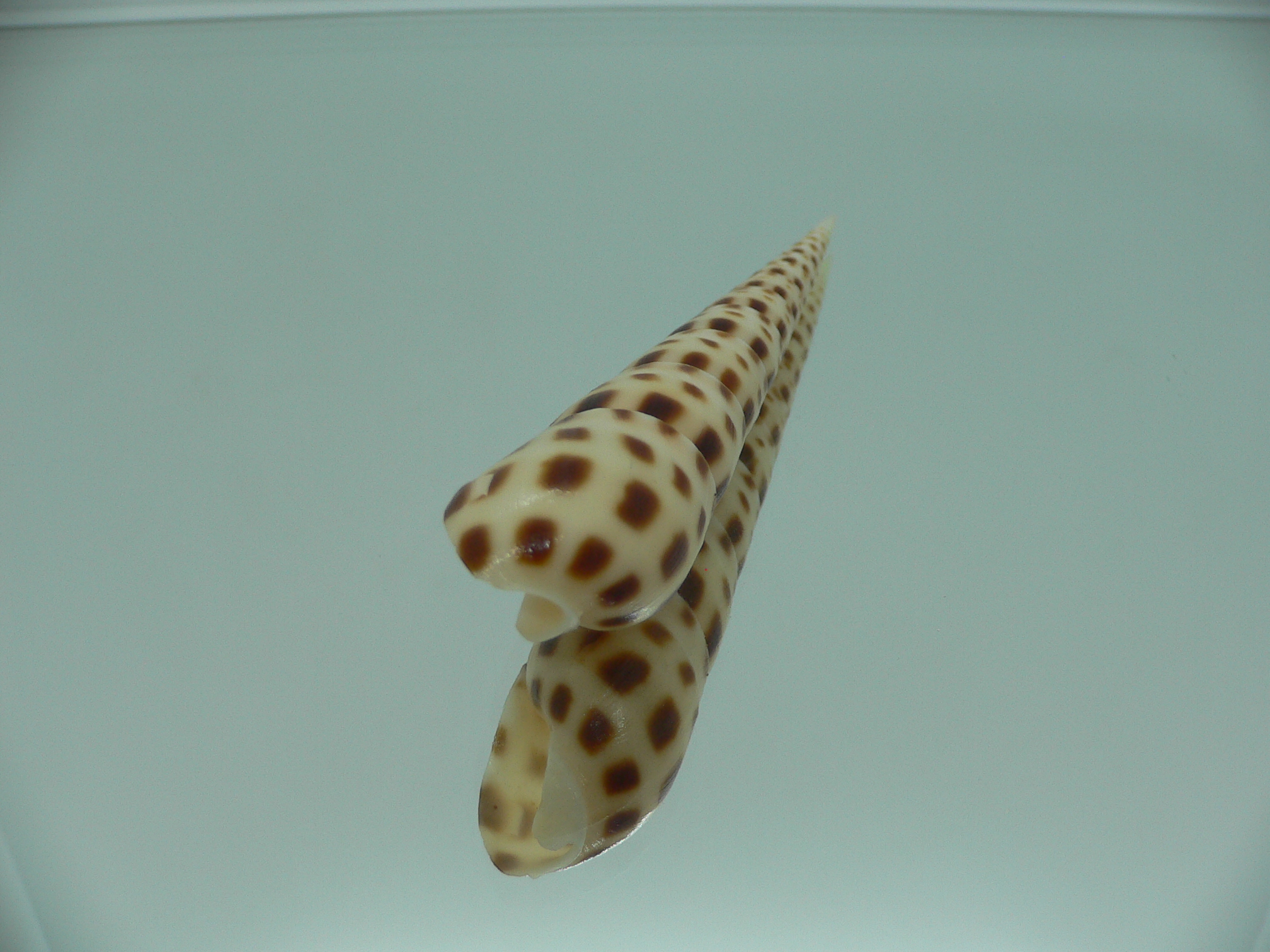 Oxymeris areolata IDEAL