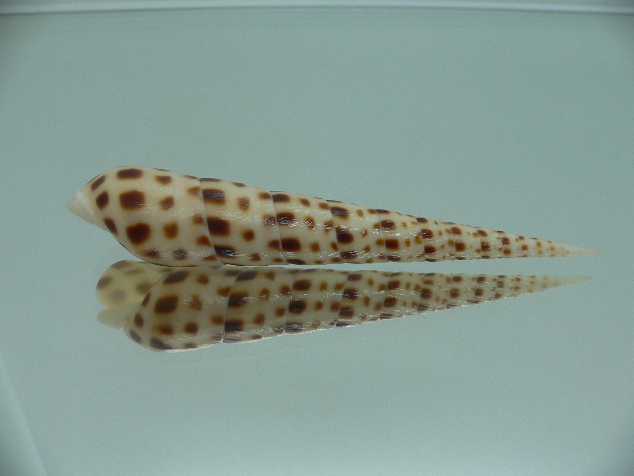 Oxymeris areolata IDEAL