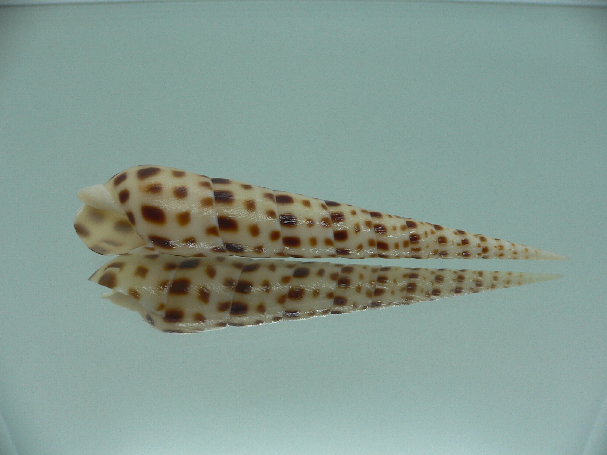 Oxymeris areolata IDEAL