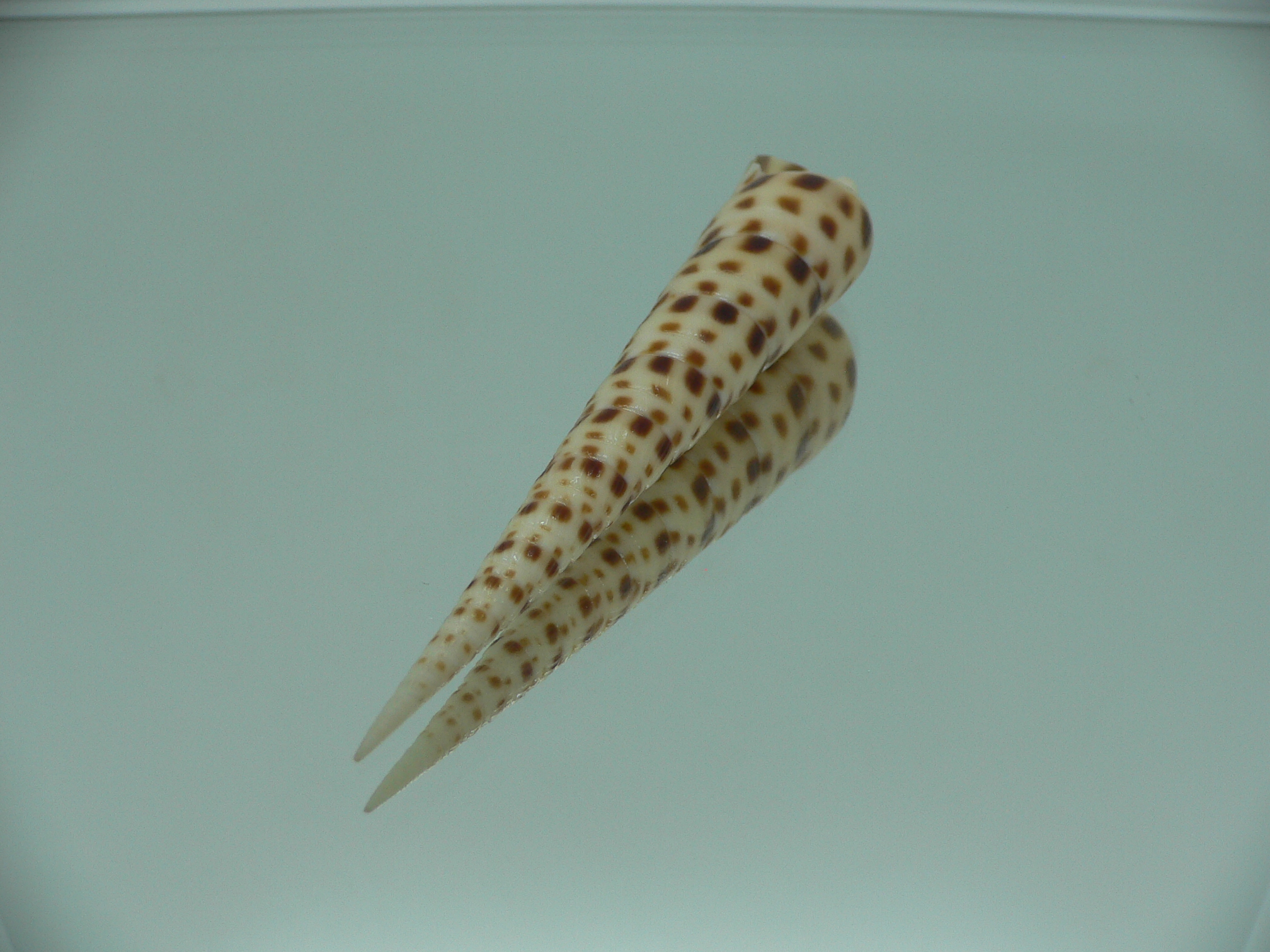 Oxymeris areolata IDEAL