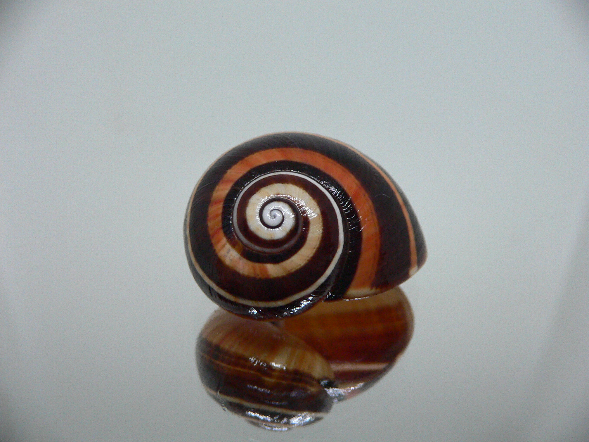 Polymita picta iolimbata RARE & ENDEMIC & COLOR