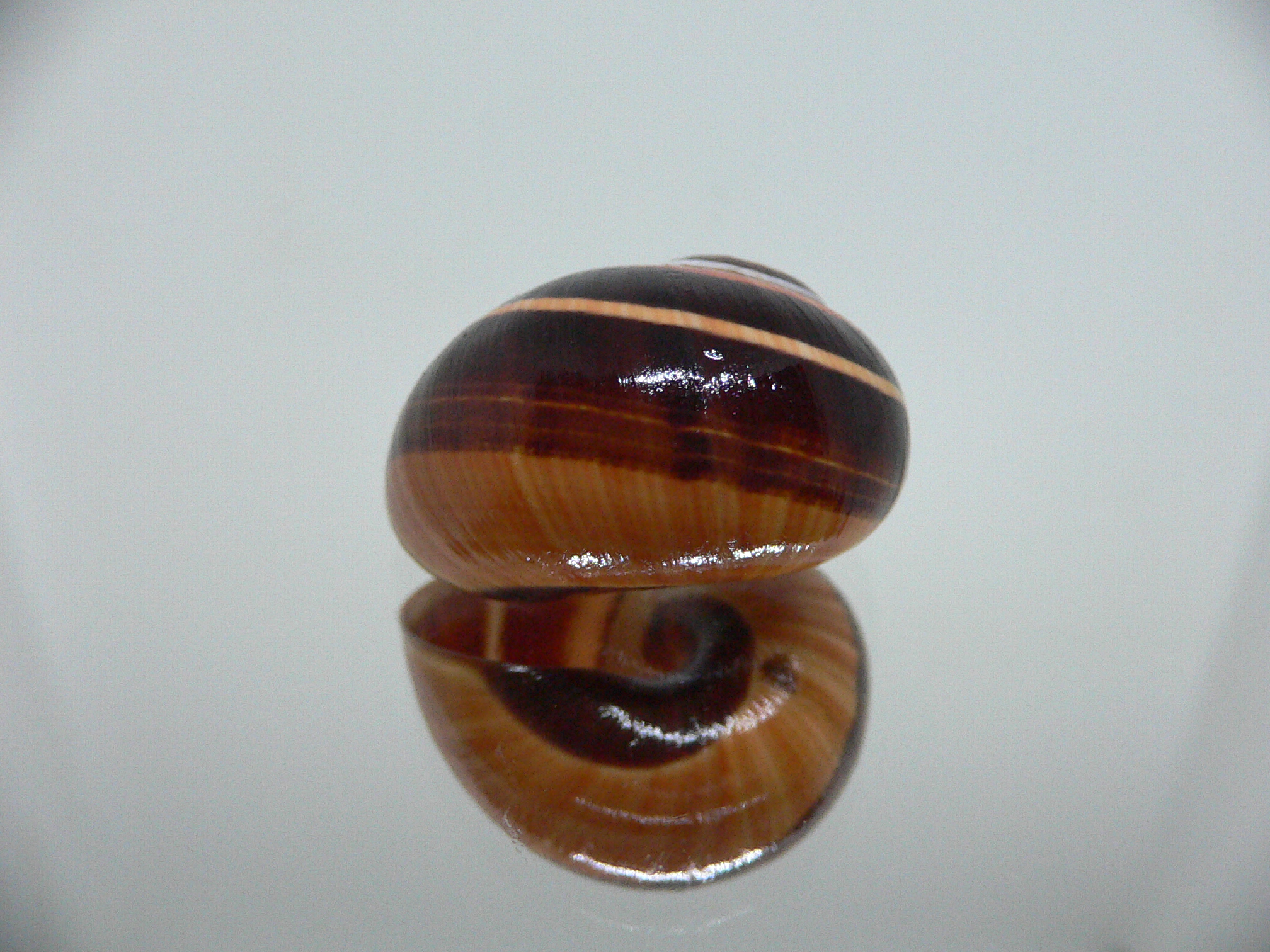 Polymita picta iolimbata RARE & ENDEMIC & COLOR