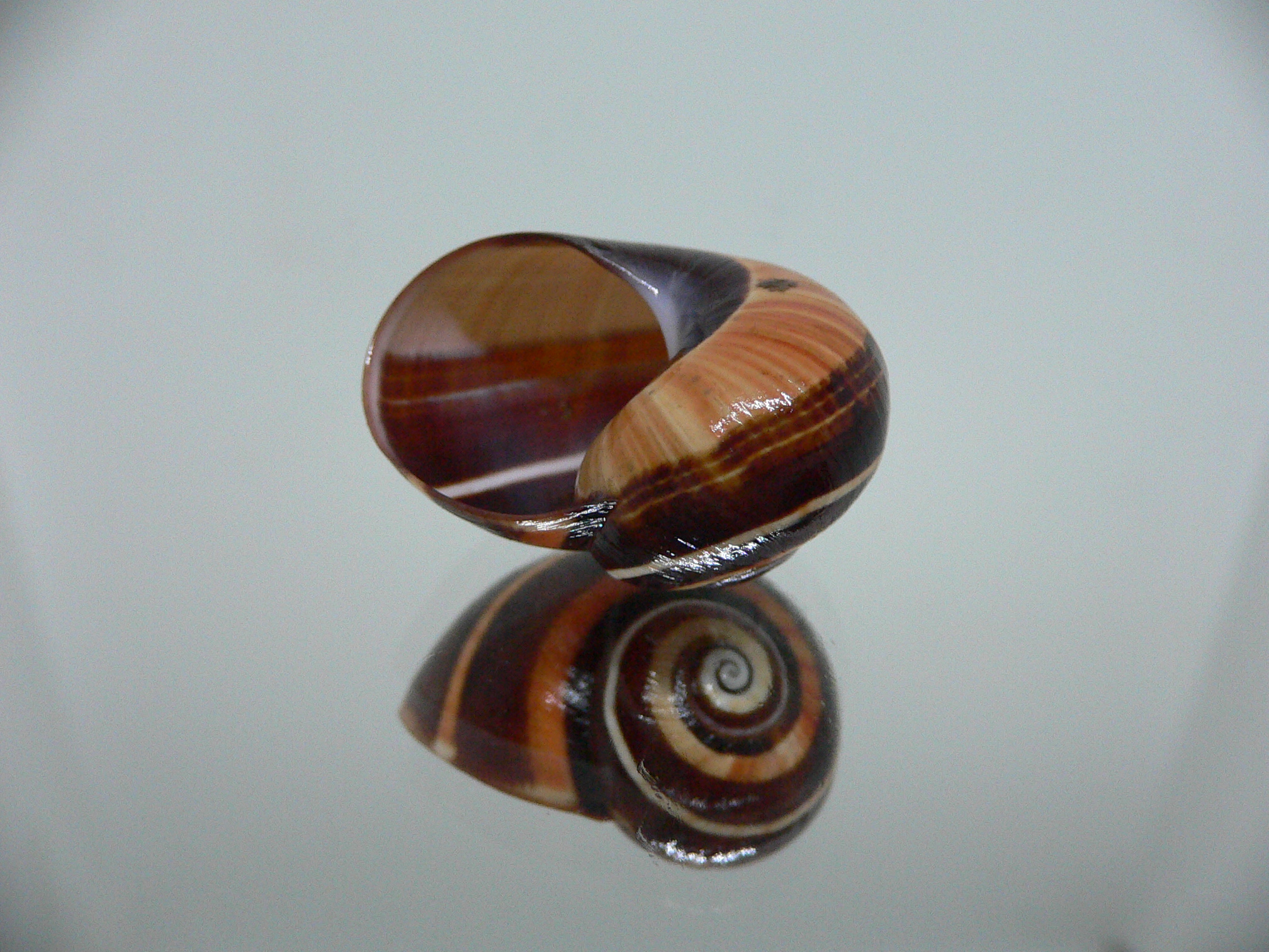 Polymita picta iolimbata RARE & ENDEMIC & COLOR