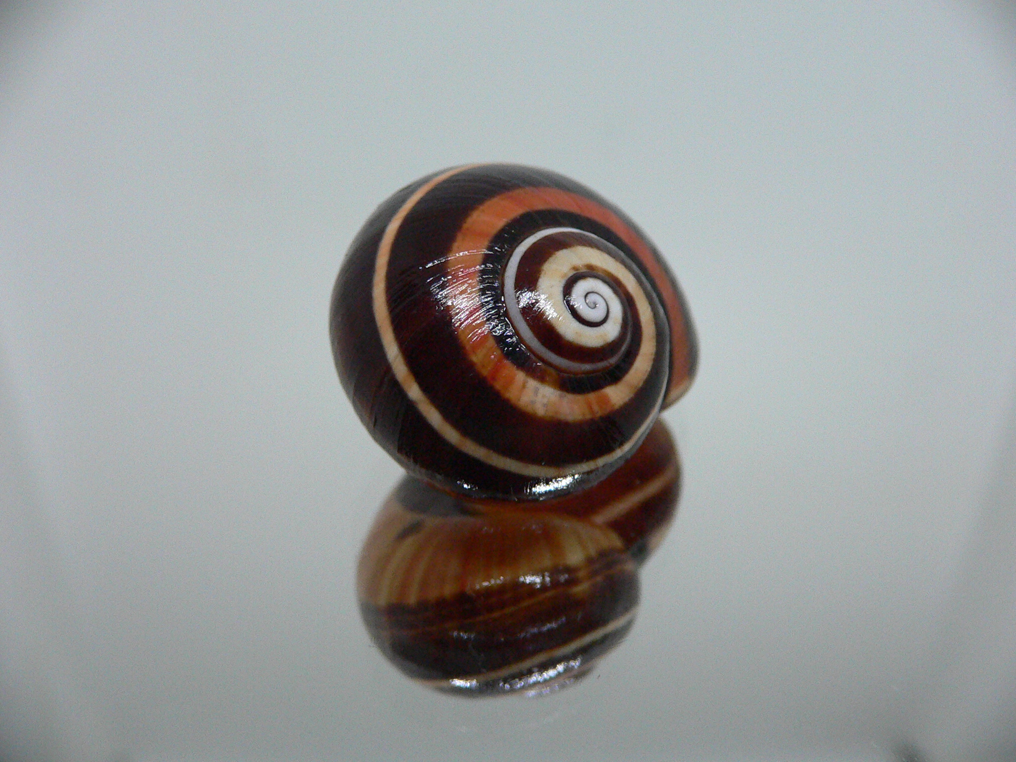 Polymita picta iolimbata RARE & ENDEMIC & COLOR