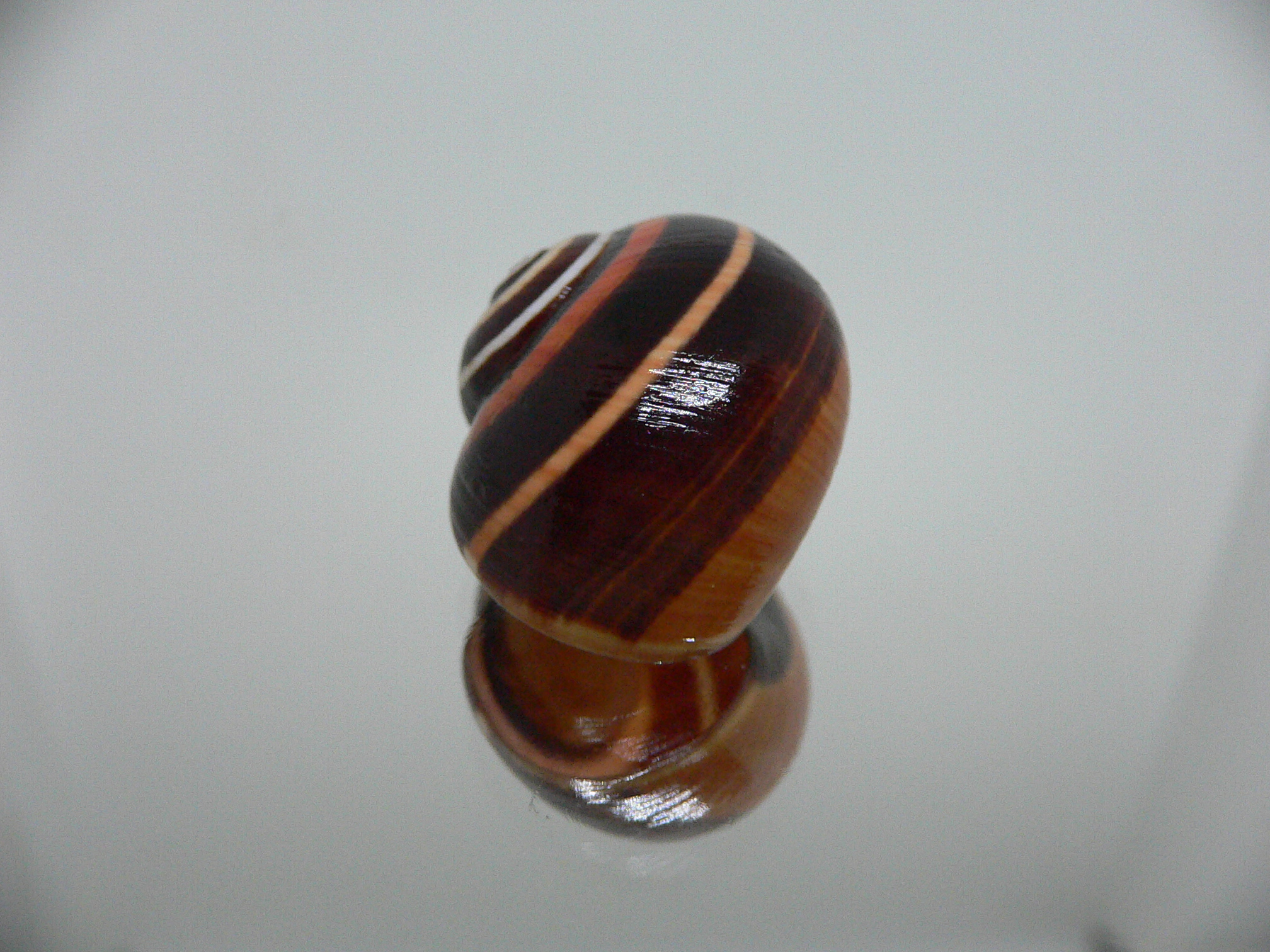 Polymita picta iolimbata RARE & ENDEMIC & COLOR