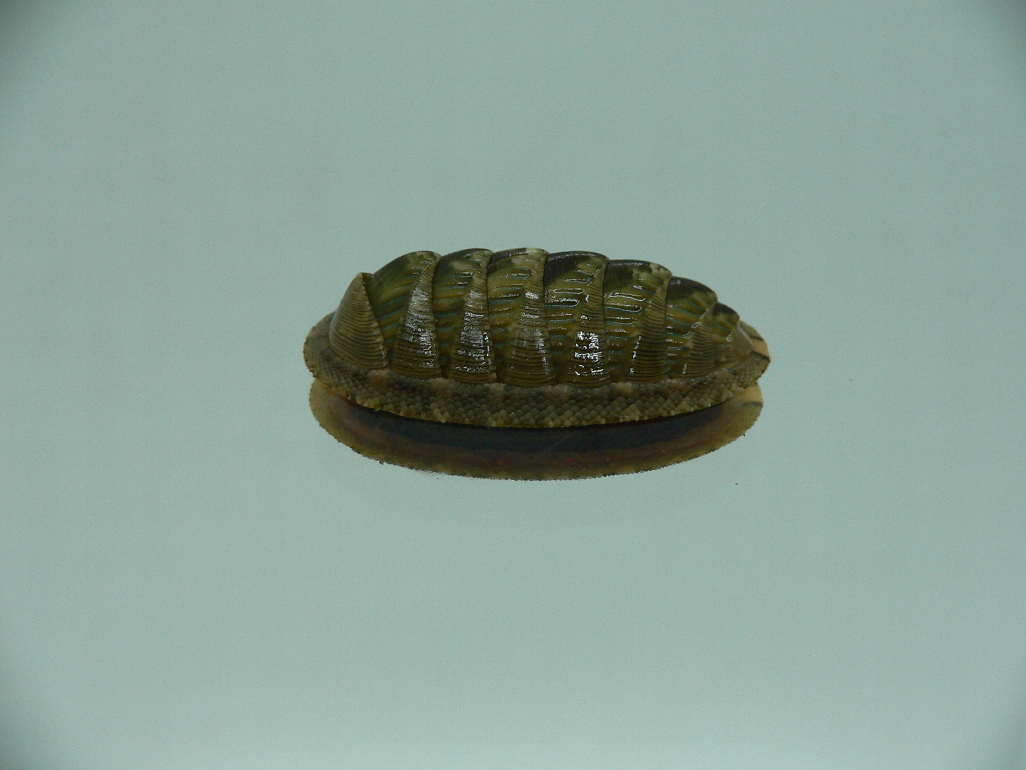 Rhyssoplax diaphora ENDEMIC & SUPER