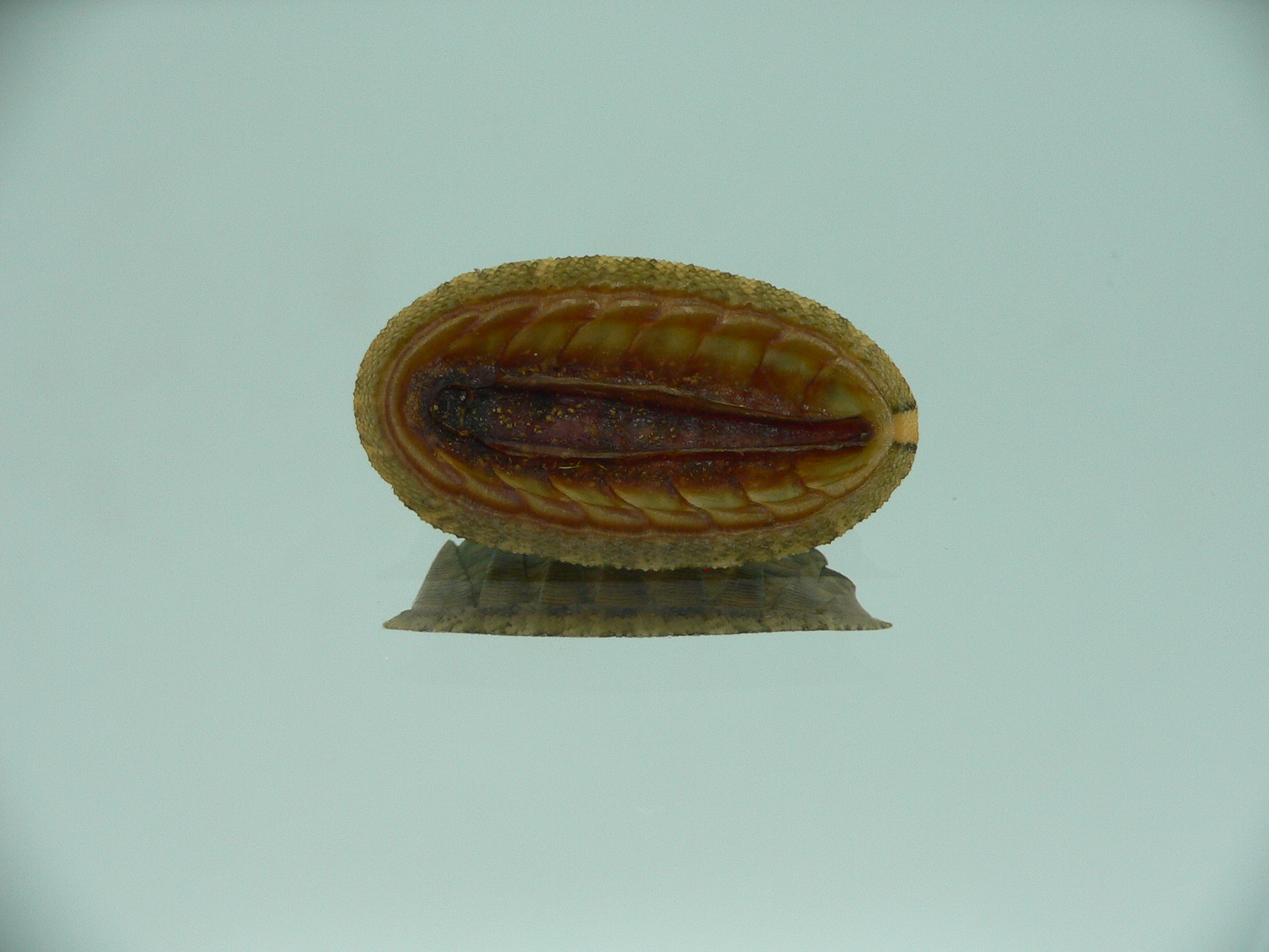 Rhyssoplax diaphora ENDEMIC & SUPER