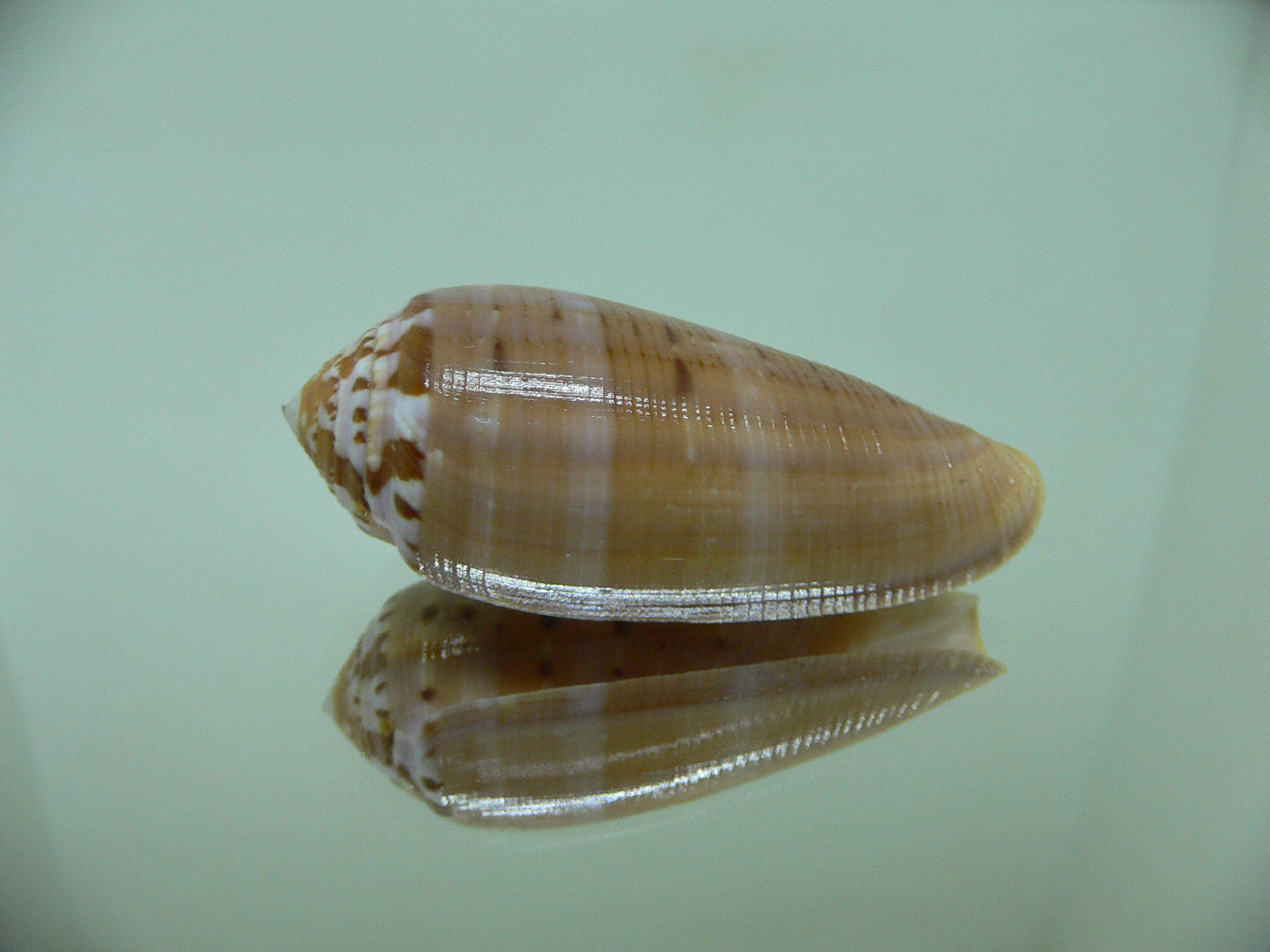 Conus circumcisus SUPER