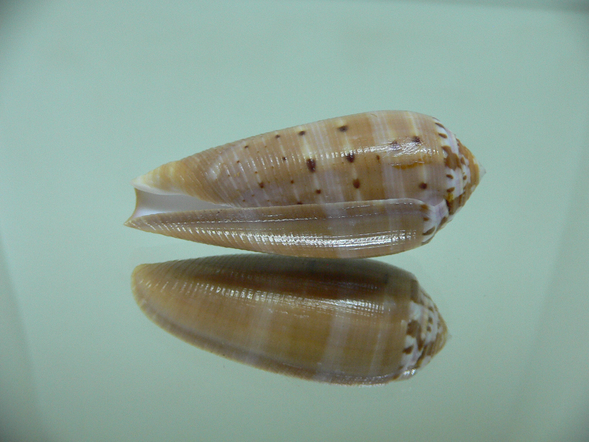 Conus circumcisus SUPER