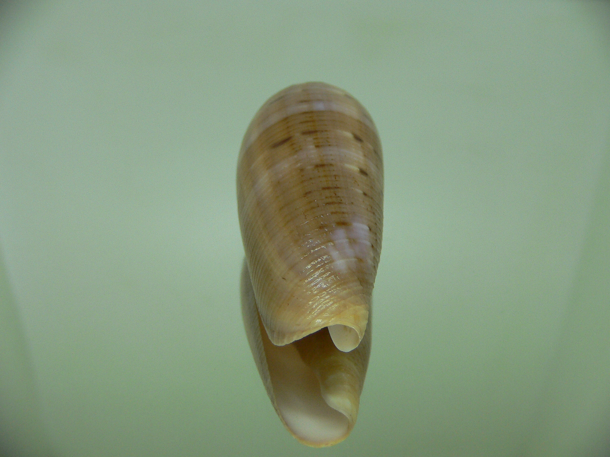 Conus circumcisus SUPER