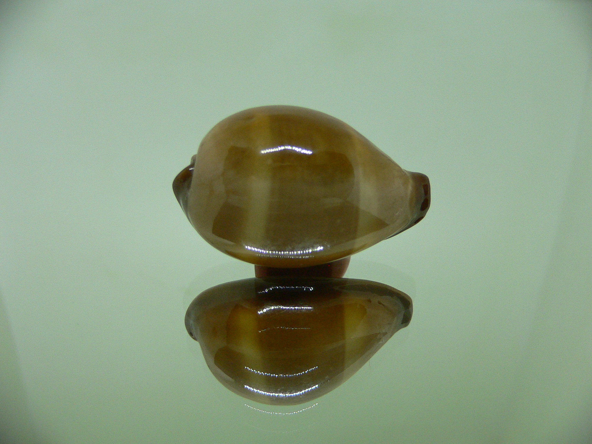 Cypraea adusta persica f. andamanensis ELONGATE