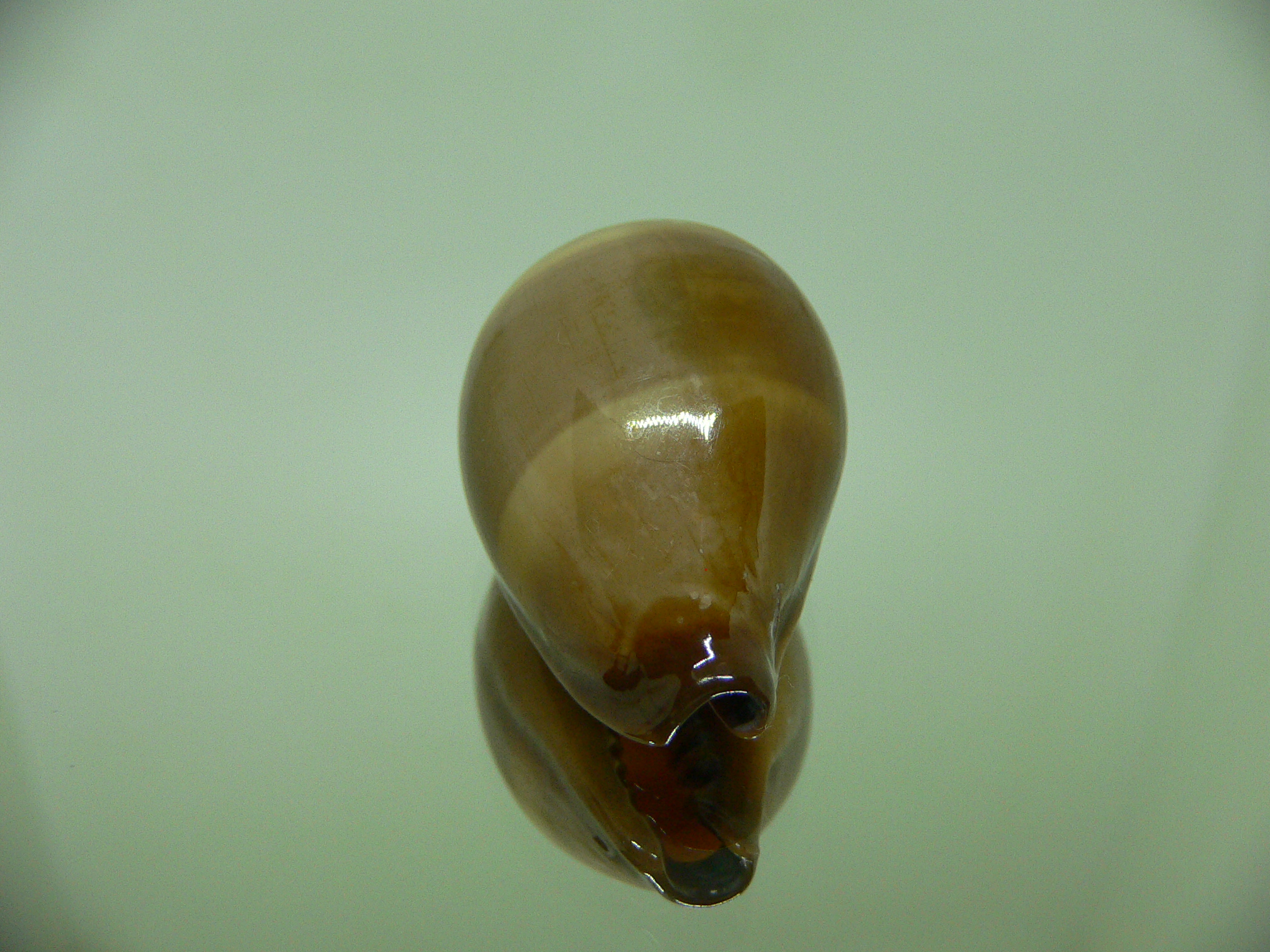 Cypraea adusta persica f. andamanensis ELONGATE