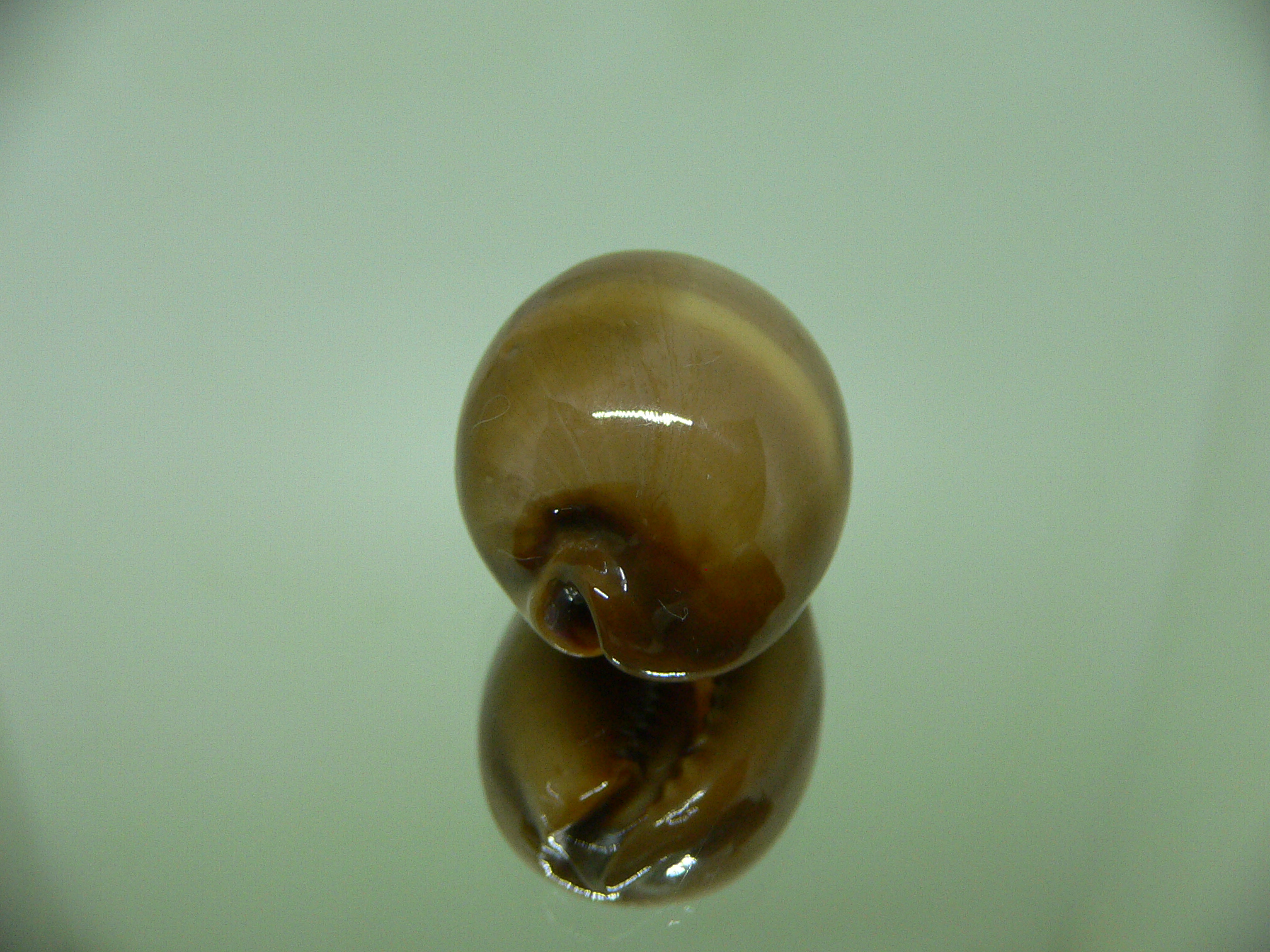 Cypraea adusta persica f. andamanensis ELONGATE