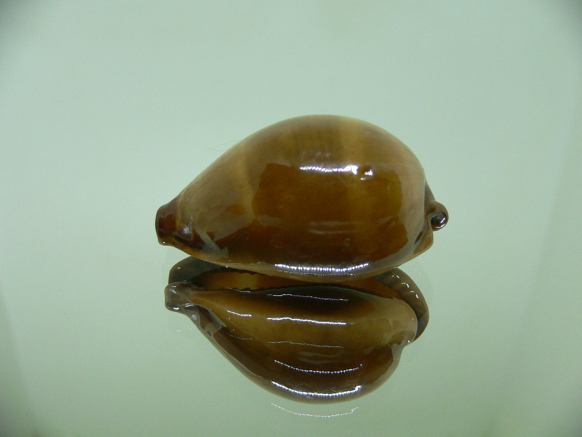 Cypraea adusta persica f. andamanensis ELONGATE