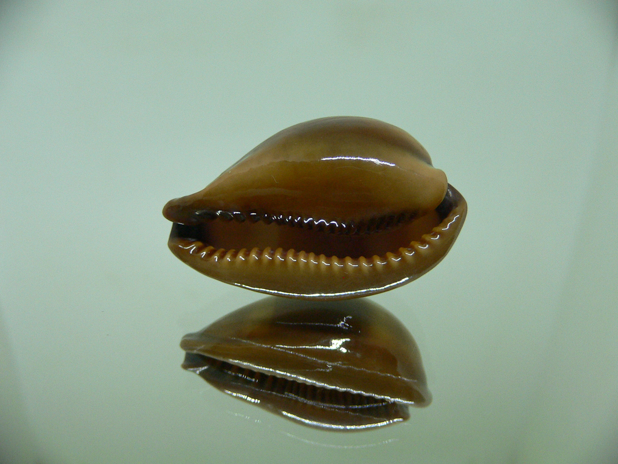 Cypraea adusta persica f. andamanensis ELONGATE