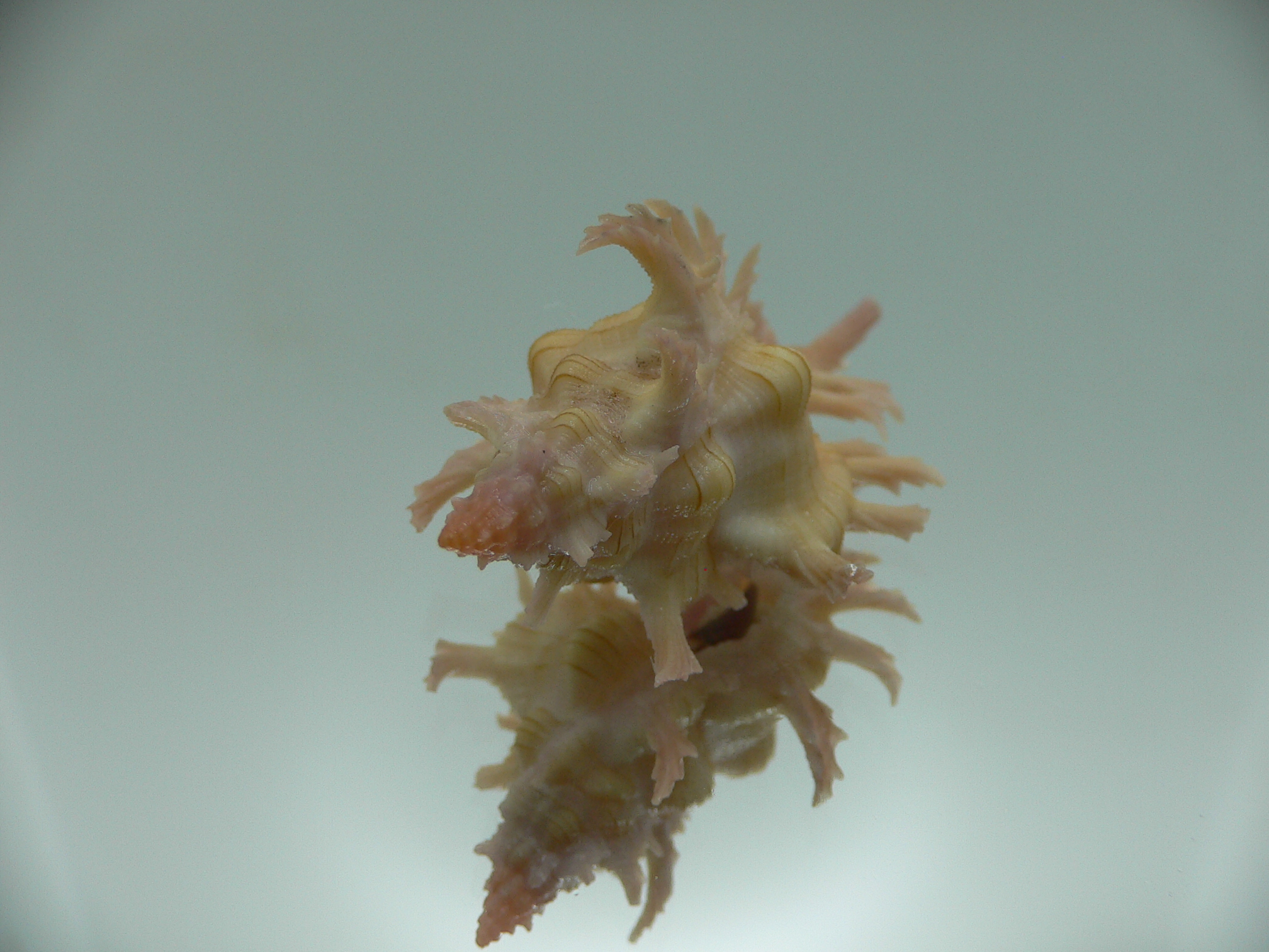 Chicoreus aculeatus YELLOW