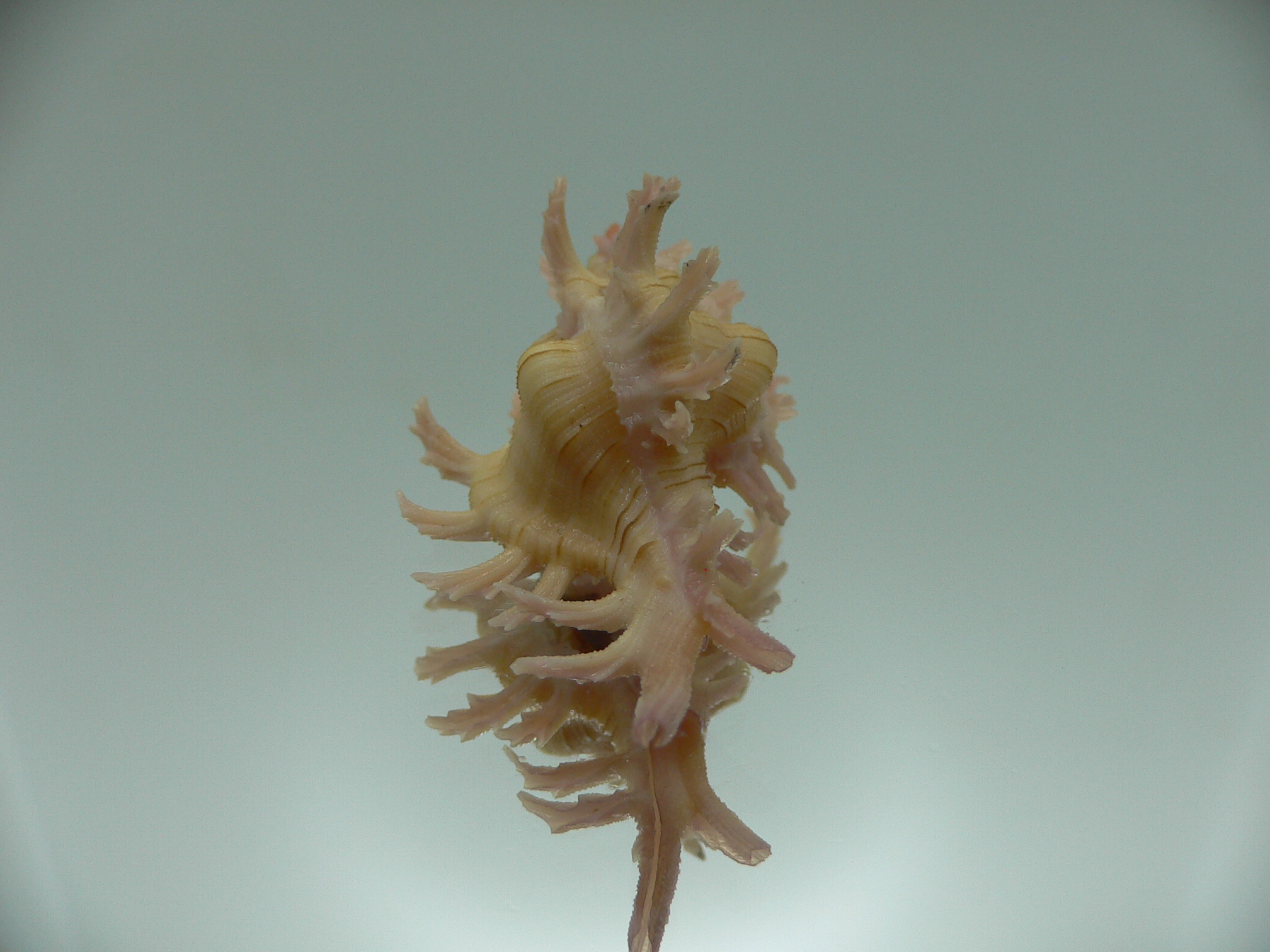 Chicoreus aculeatus YELLOW