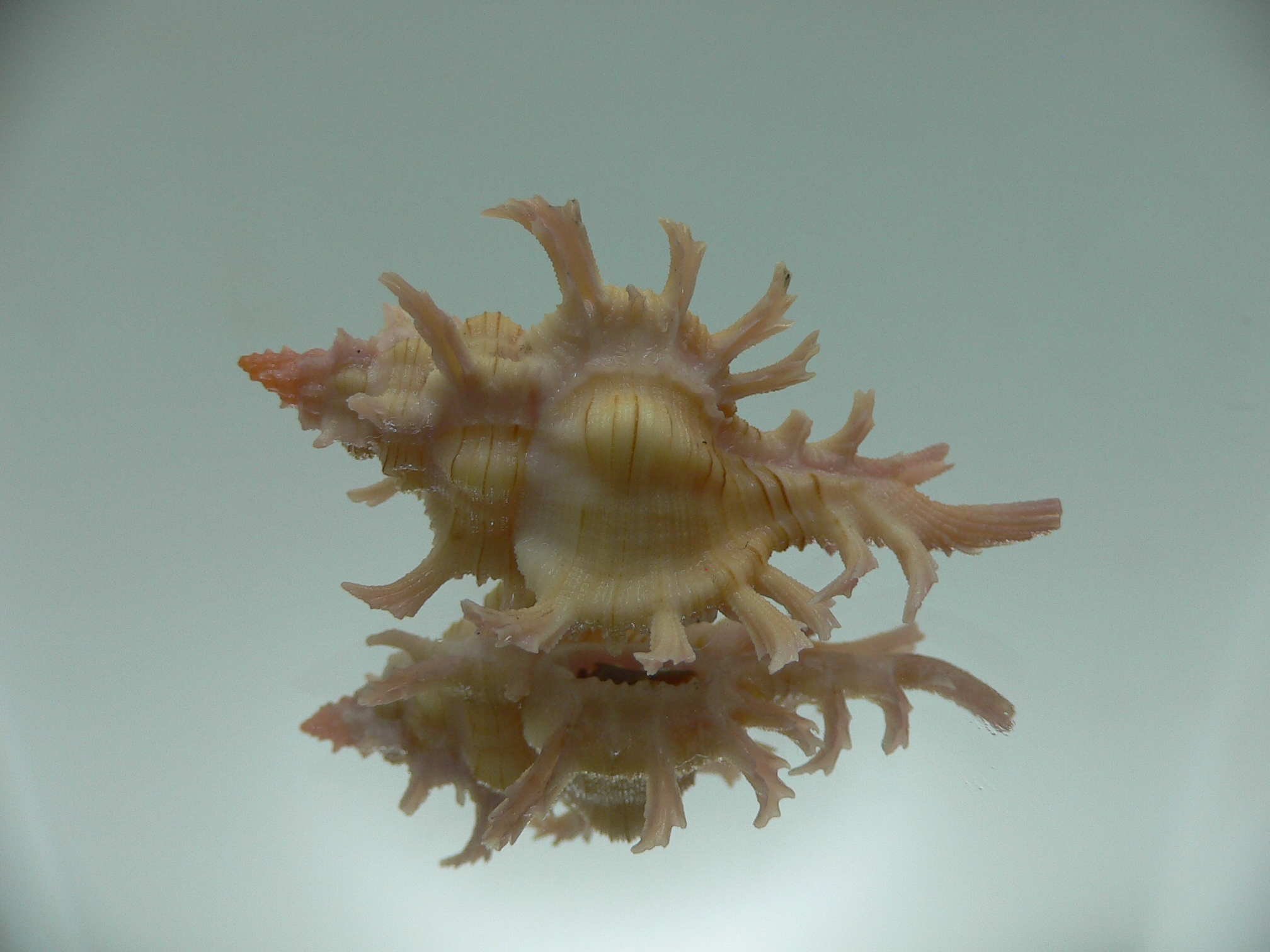 Chicoreus aculeatus YELLOW