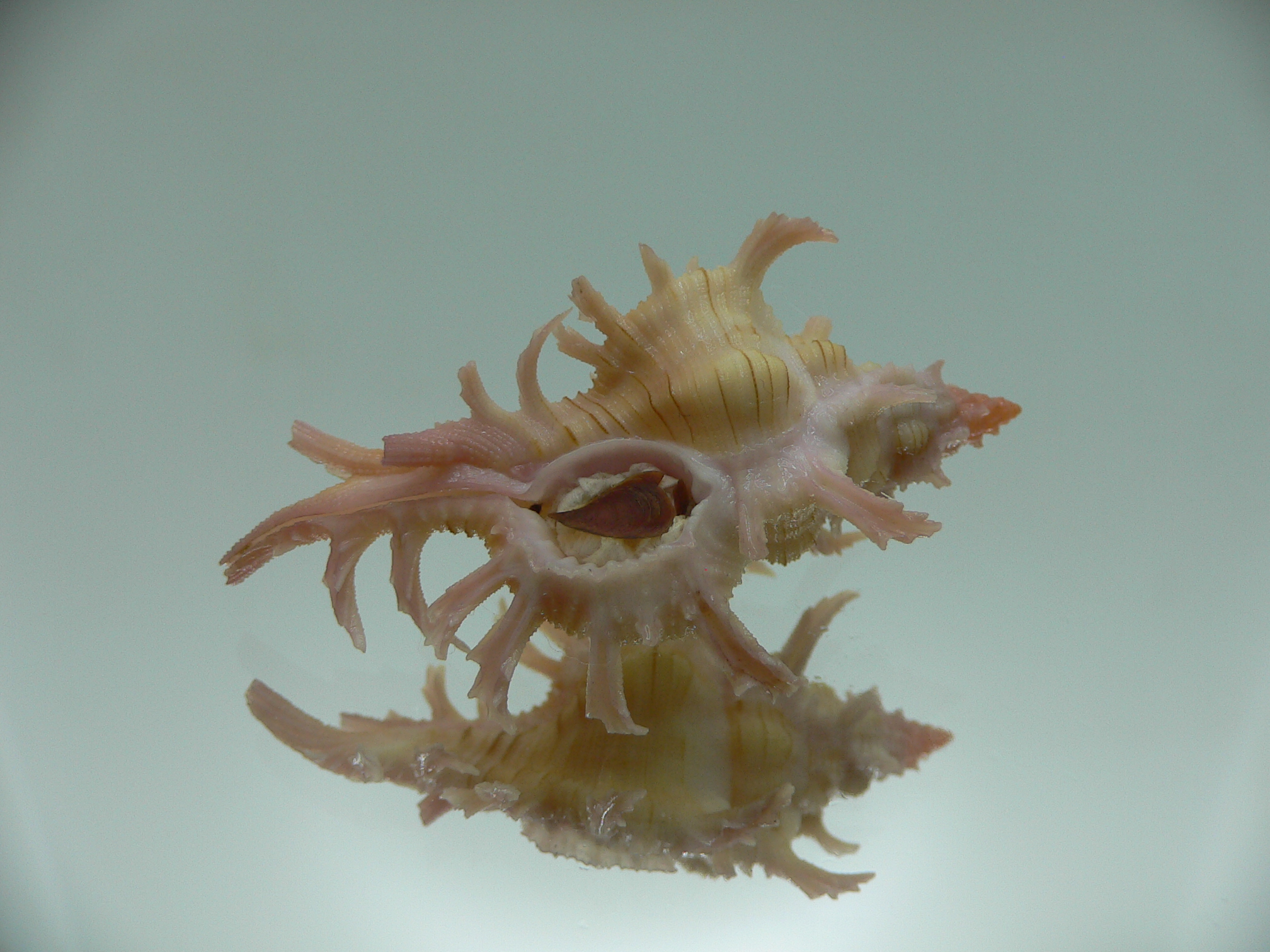 Chicoreus aculeatus YELLOW