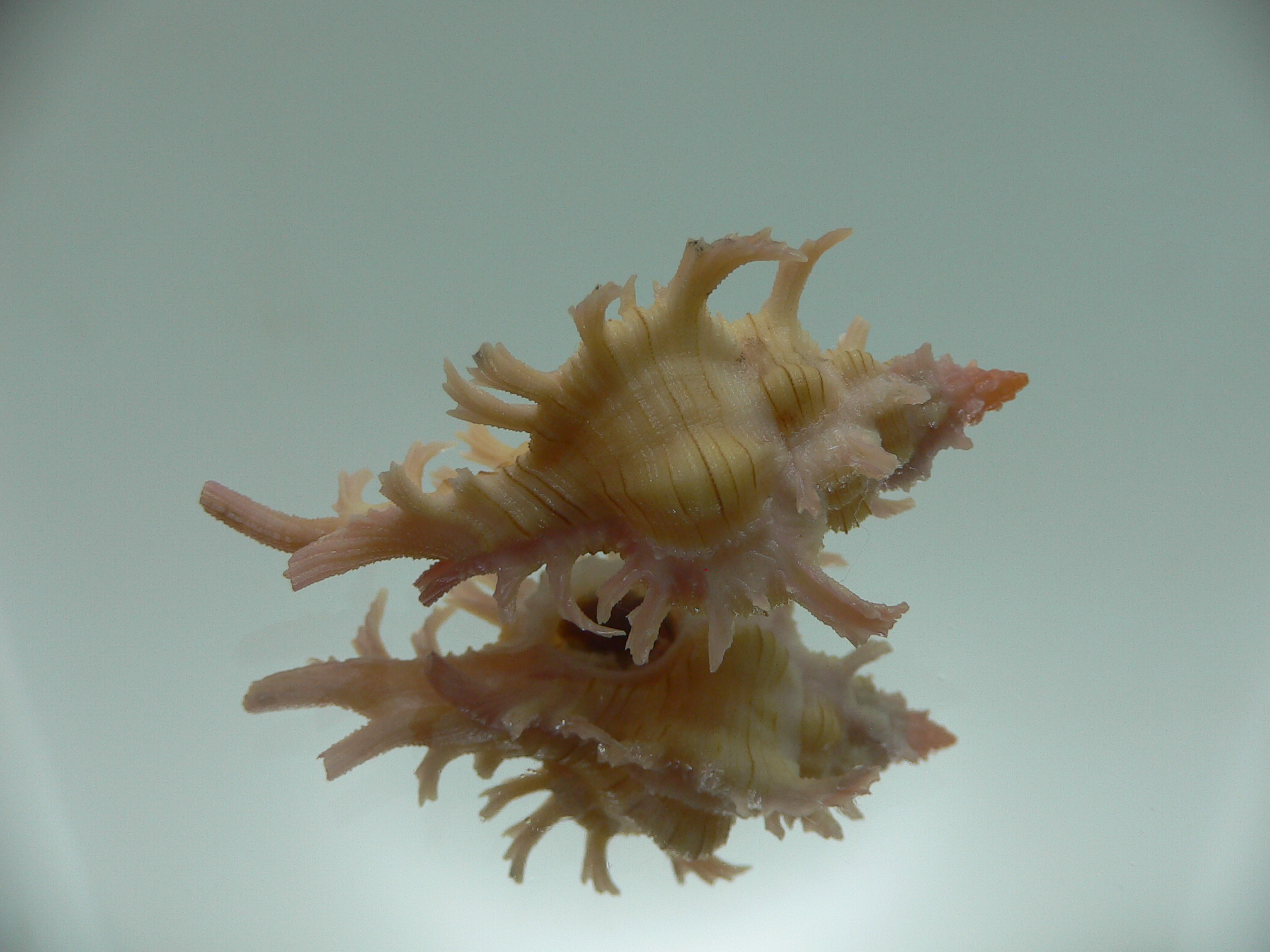 Chicoreus aculeatus YELLOW