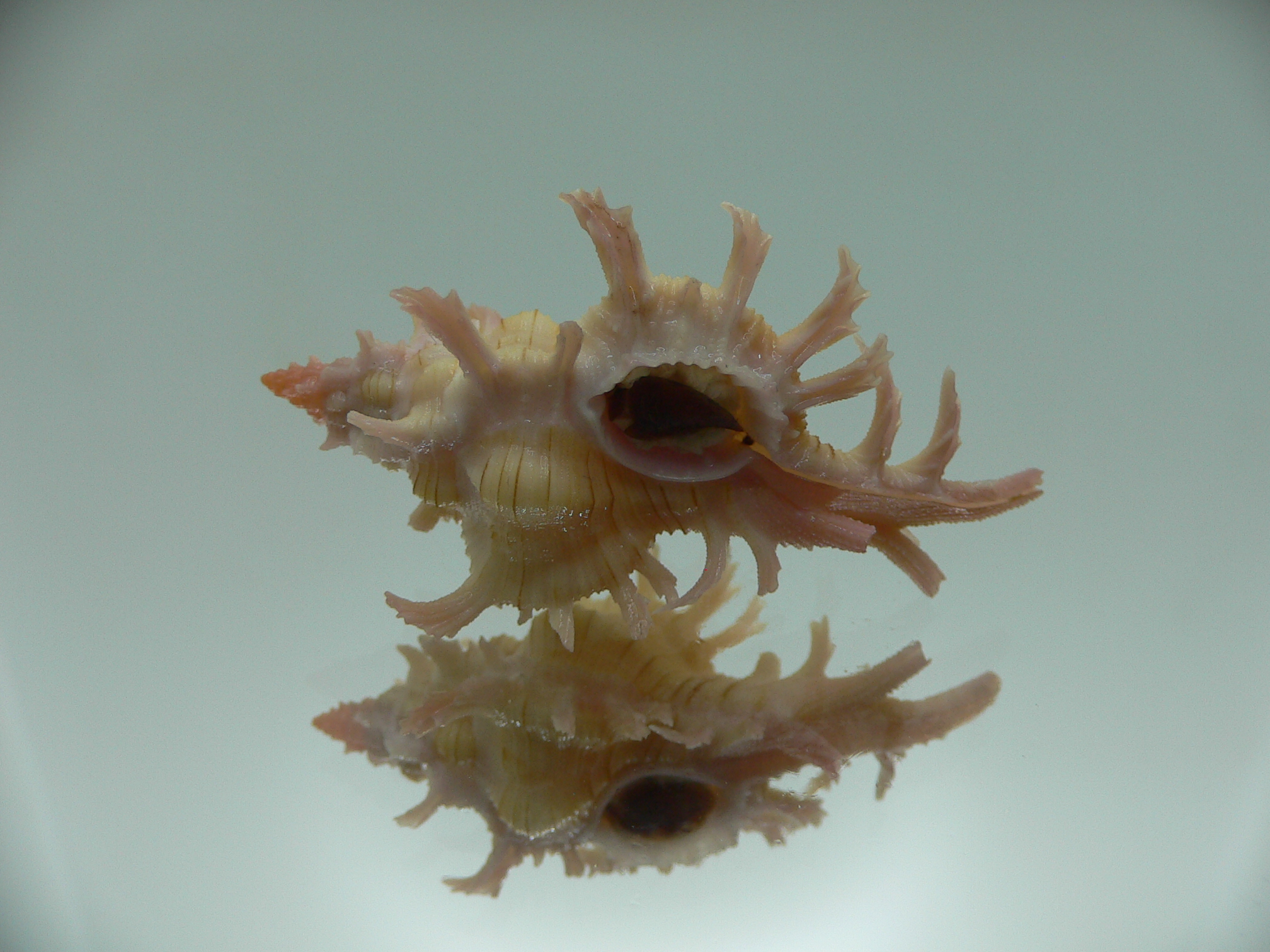 Chicoreus aculeatus YELLOW